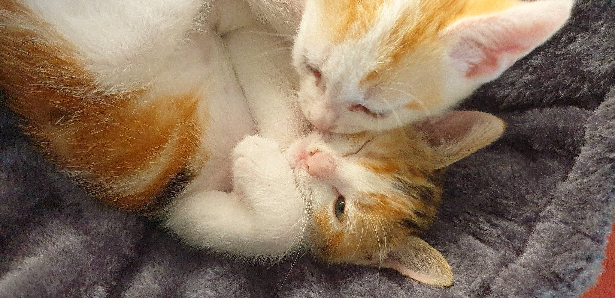 Beusty a rejoint le concours — aidez-le/la à gagner de superbes lots ! carnivore, cat, claw, comfort, domestic_short_haired_cat, ear, fawn, felidae, foot, fur, gesture, nap, paw, sleep, small_to_medium_sized_cats, snout, tail, whiskers