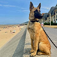 Arès a rejoint le concours — aidez-le/la à gagner de superbes lots ! dog, belgian_malinois, beach, sand, sky, clouds, people, umbrella, promenade, sidewalk, buildings, leash, stone_wall, daytime, outdoor, pet, animal, canine, walking, summer