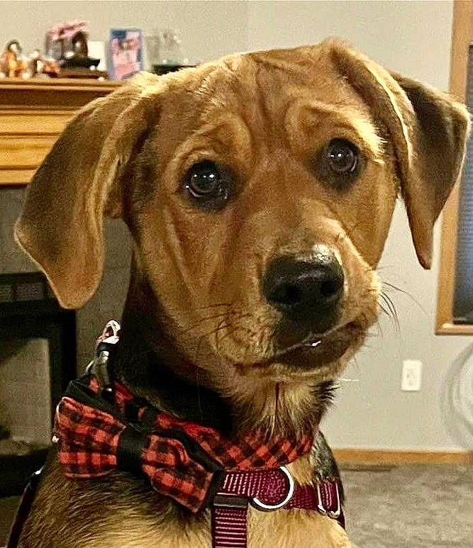Reese joined the competition — help win amazing prizes! canidae, carnivore, collar, companion_dog, dog, dog_breed, dog_collar, dog_supply, fawn, fur, hat, leash, pet_supply, plaid, smile, snout, sporting_group, tartan, whiskers, working_animal