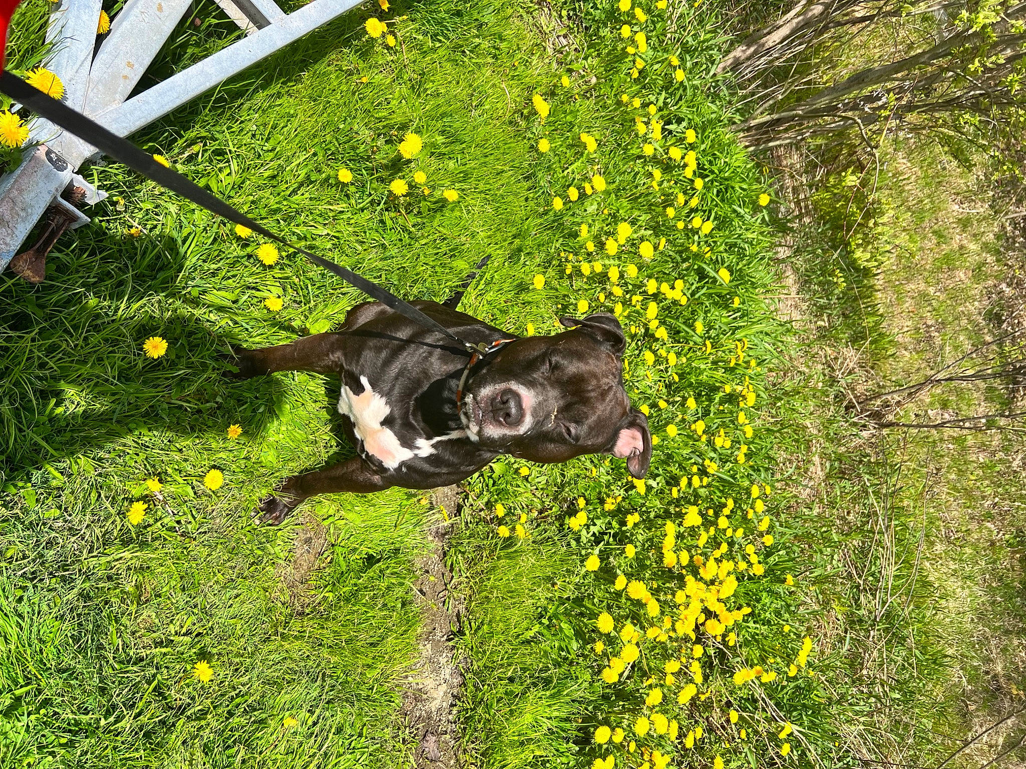 Brady is registered to the contest to win money with this photo: carnivore, dog, dog_breed, field, flower, flowering_plant, grass, grassland, groundcover, herbaceous_plant, landscape, lawn, meadow, natural_landscape, people_in_nature, plant, shrub, sporting_group, working_animal, yellow