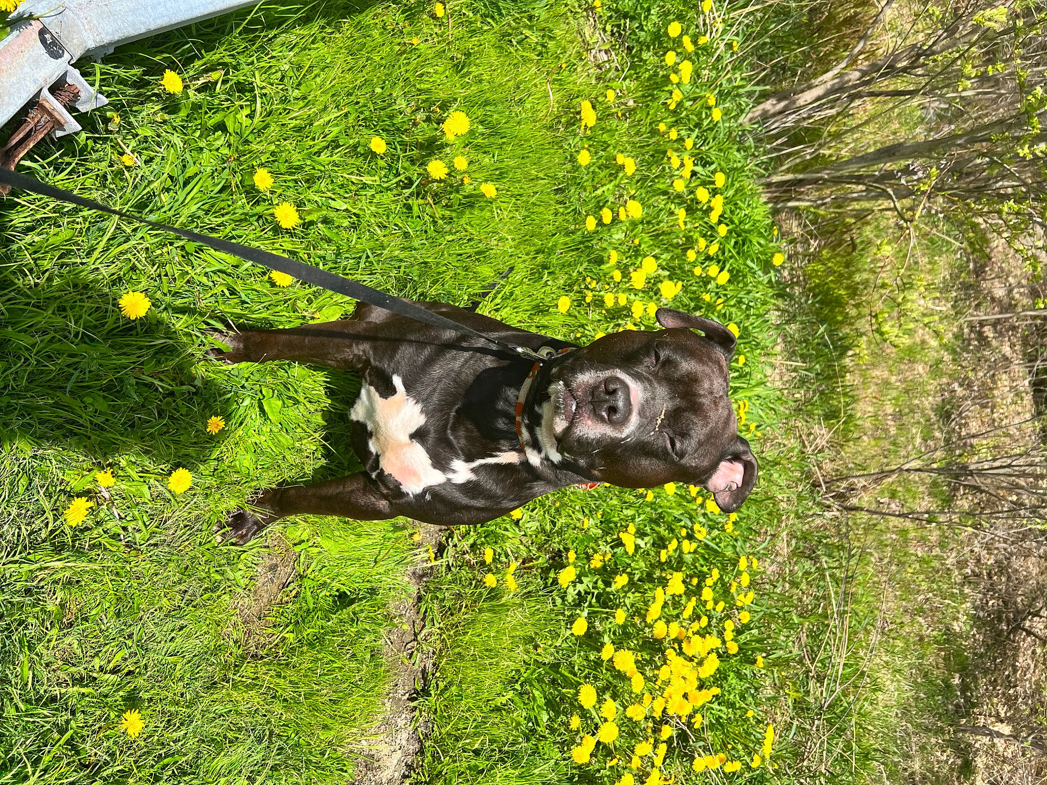 Brady is registered to the contest to win money with this photo: art, fawn, flower, flowering_plant, grass, grassland, groundcover, landscape, lawn, lawn_ornament, meadow, natural_landscape, people_in_nature, plant, sculpture, shrub, tree, trunk, wood, working_animal