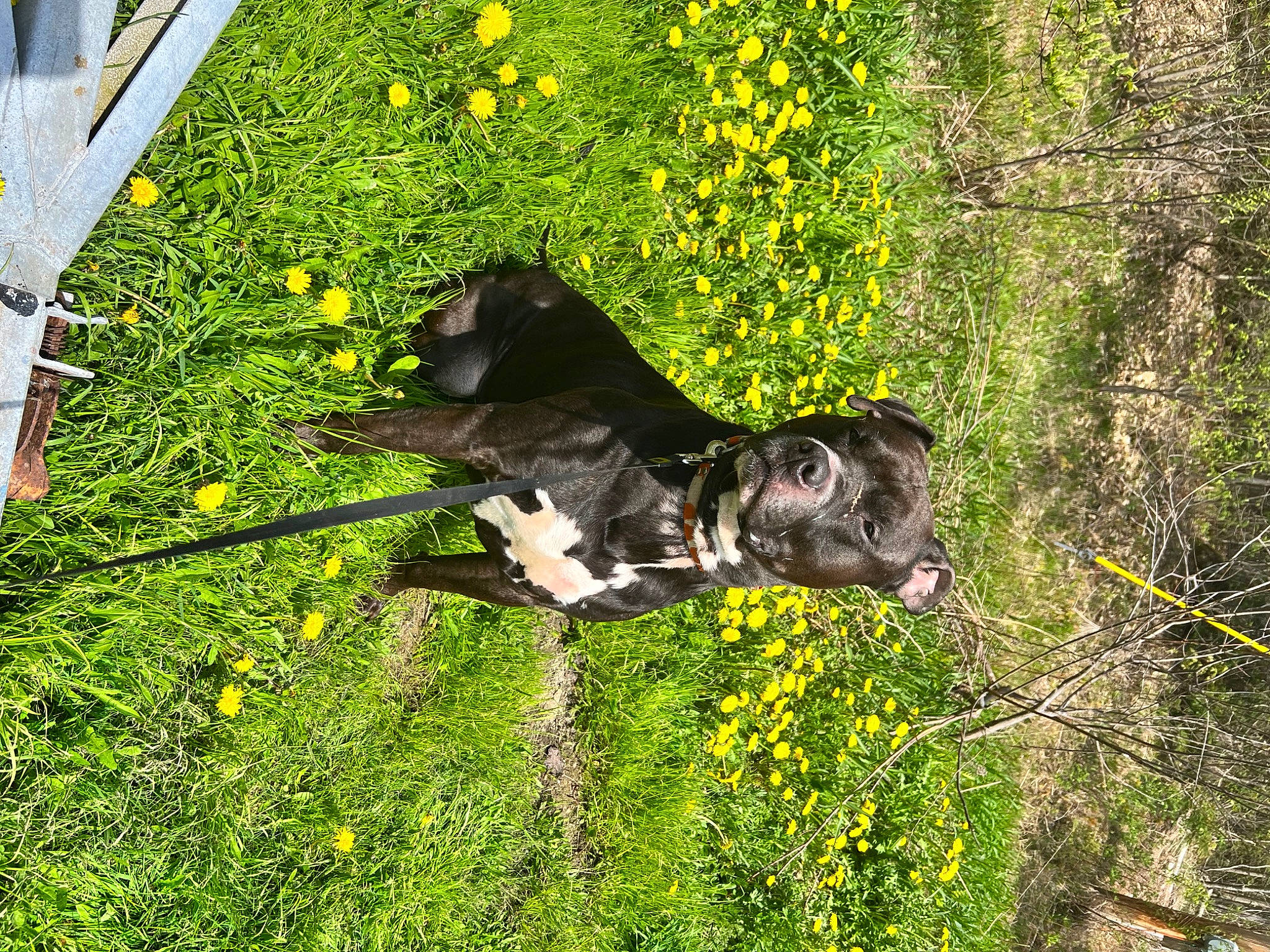 Brady joined the competition — help win amazing prizes! art, dog, flower, flowering_plant, grass, grass_family, grassland, groundcover, mammal, natural_landscape, plant, sculpture, shrub, terrestrial_animal, tree, trunk, vegetation, wood, working_animal, yellow