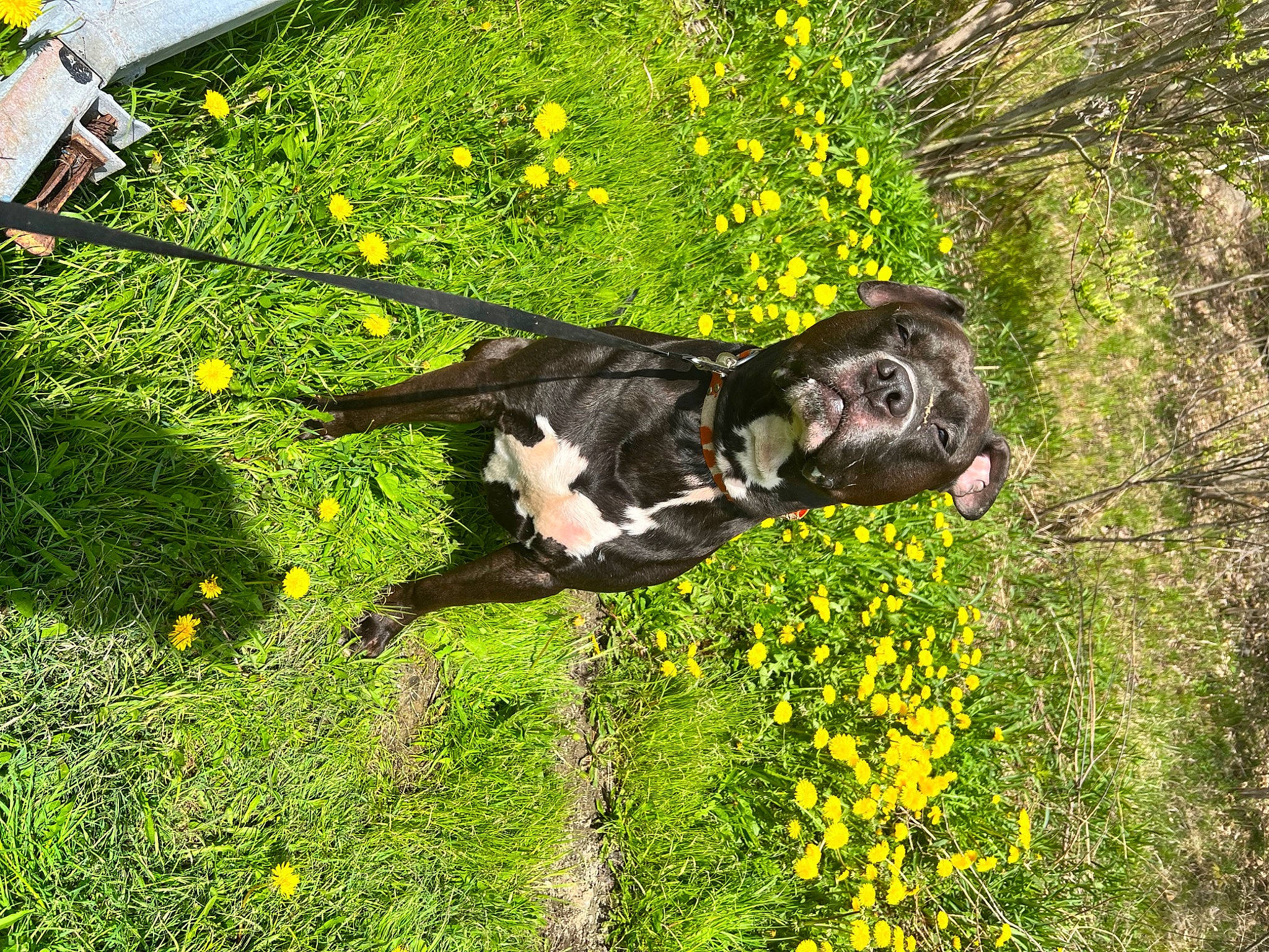 Brady is registered to the contest to win money with this photo: art, carnivore, companion_dog, dog, dog_breed, fawn, flower, flowering_plant, garden, grass, grassland, groundcover, landscape, natural_landscape, people_in_nature, plant, shrub, sporting_group, tree, working_animal