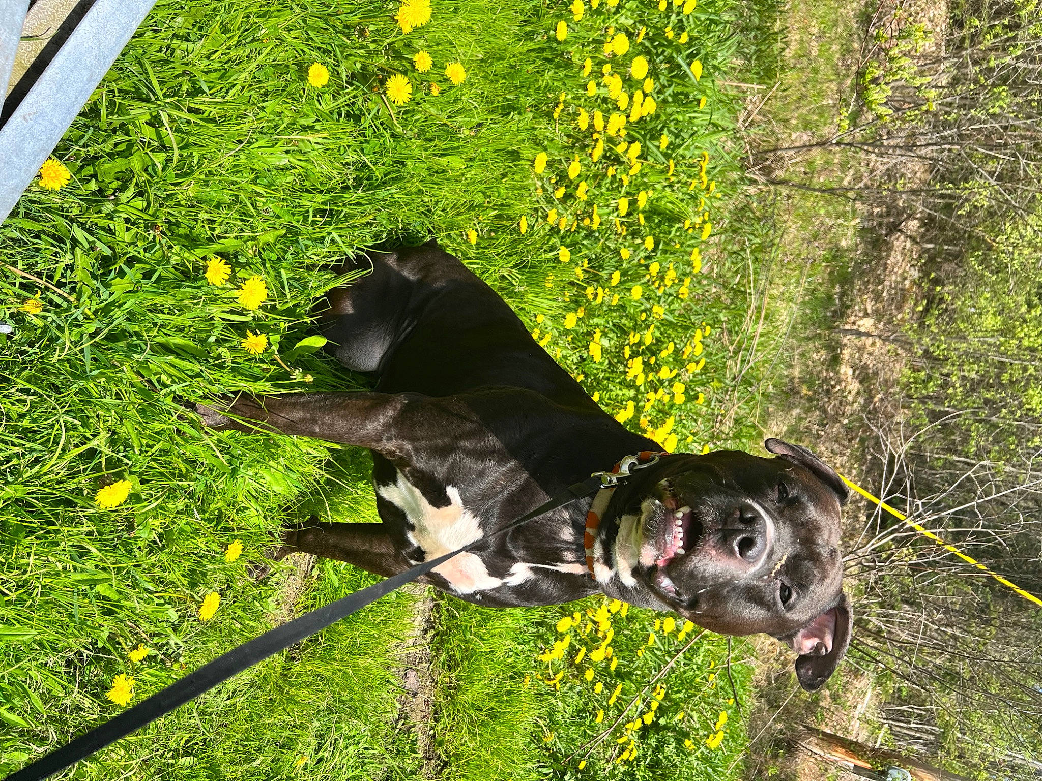 Brady joined the competition — help win amazing prizes! annual_plant, canidae, carnivore, companion_dog, dog, dog_breed, fawn, flower, grass, groundcover, guard_dog, leash, plant, shrub, sporting_group, tail, terrestrial_animal, tree, working_animal, yellow