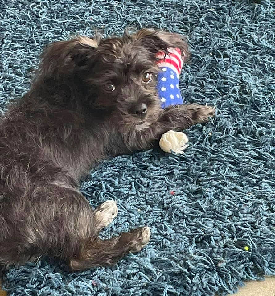 Missy joined the competition — help win amazing prizes! canidae, carnivore, companion_dog, dog, dog_breed, dog_collar, dog_supply, electric_blue, fur, grass, liver, small_terrier, snout, soil, sporting_group, tail, terrier, toy_dog, water_dog, working_animal