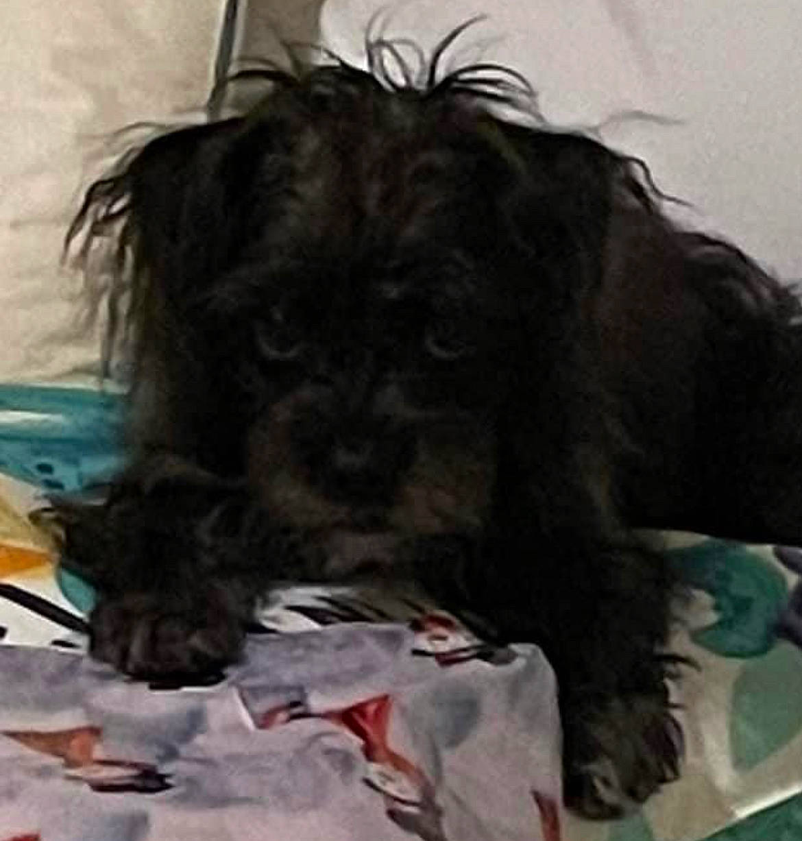 Missy joined the competition — help win amazing prizes! canidae, carnivore, cockapoo, companion_dog, dog, dog_breed, dog_supply, fur, liver, poodle_crossbreed, puppy_love, shih_poo, small_terrier, sporting_group, terrestrial_animal, terrier, toy_dog, water_dog, working_animal, yorkipoo