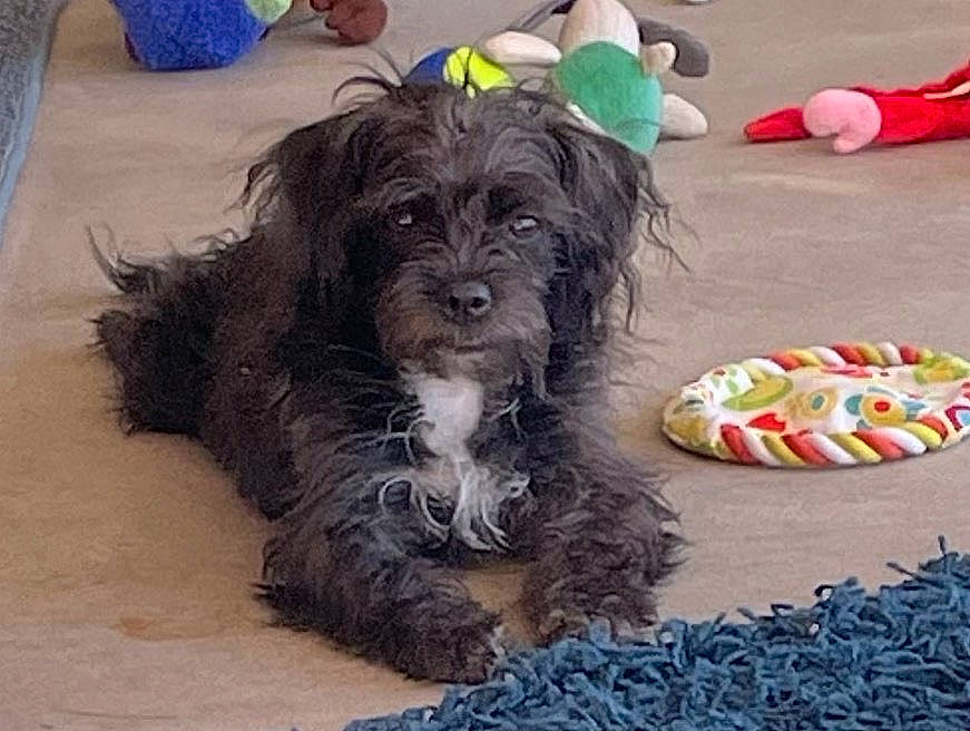 Missy is registered to the contest to win money with this photo: canidae, carnivore, companion_dog, dog, dog_breed, dog_collar, dog_supply, fur, liver, schnauzer, shih_poo, small_terrier, snout, sporting_group, tail, terrier, toy_dog, water_dog, working_animal, yorkipoo