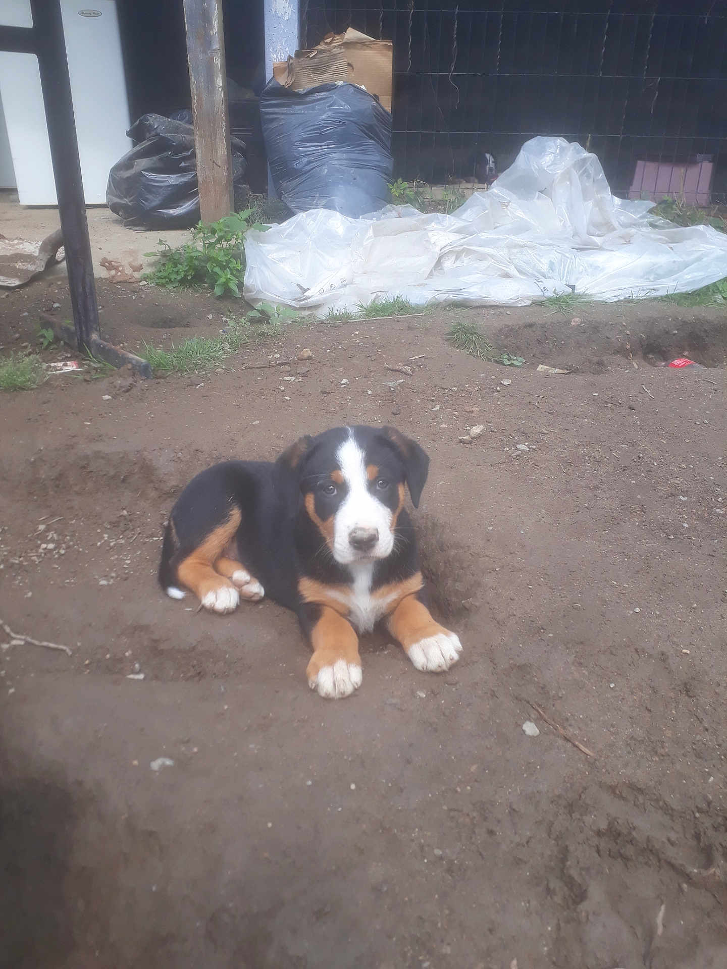 Izuku a rejoint le concours — aidez-le/la à gagner de superbes lots ! puppy, dog, dirt, outdoor, animal, pet, black, brown, white, grass, plastic_bag, fence, young_dog, lying_down, curious, nature, earth, small_dog, domestic_animal, canine