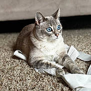 Ivy is registered to the contest to win money with this photo: cat, blue_eyes, carpet, white_fabric, indoor, pet, feline, fur, animal, playful, resting, cute, closeup, domestic_cat, whiskers, alert, paws, texture, soft_light, cozy