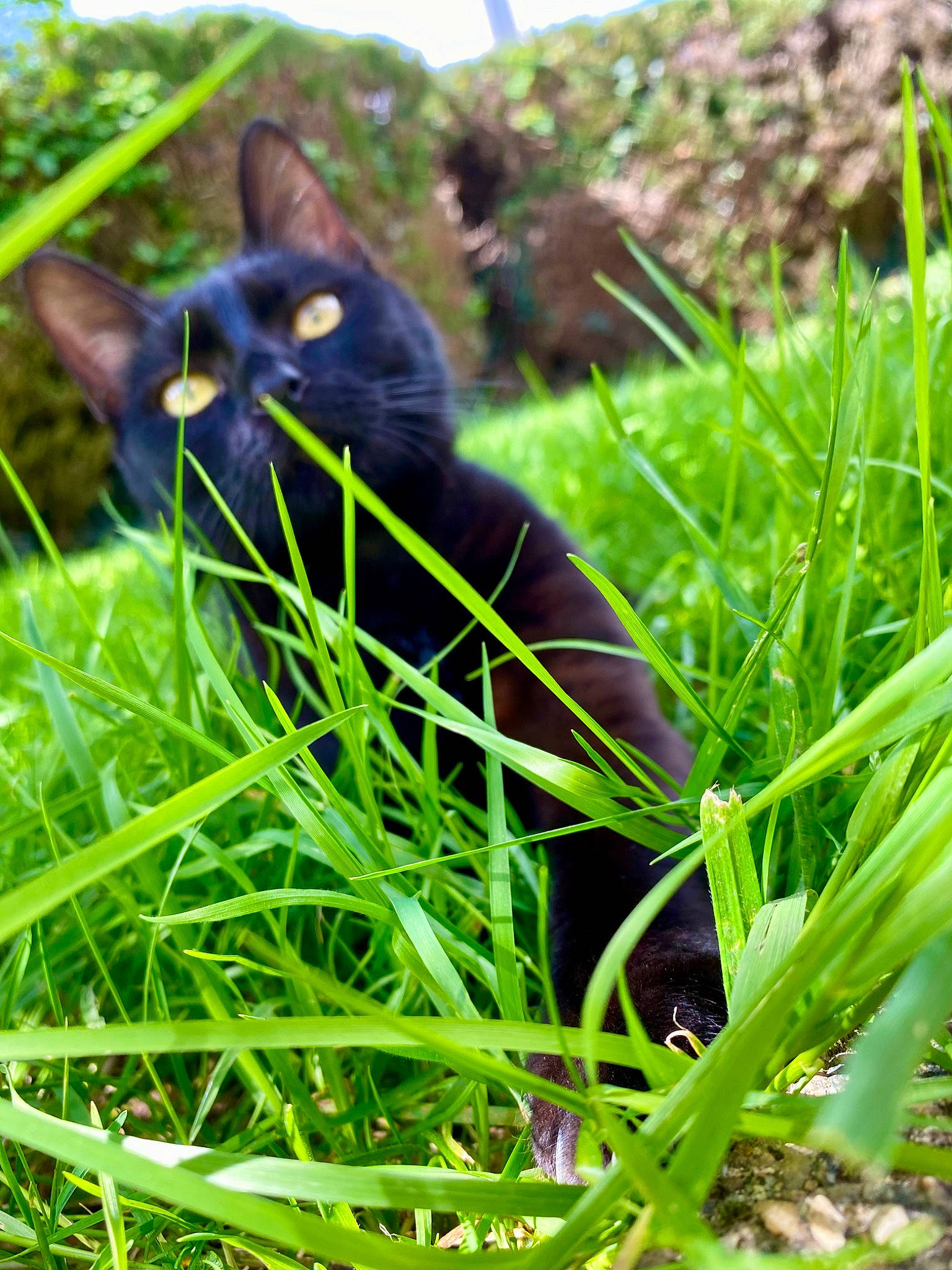 Toudimimi participe au concours pour gagner de l'argent avec cette photo : black_cat, bombay, carnivore, cat, close_up, electric_blue, eye, felidae, grass, grass_family, groundcover, lawn, plant, small_to_medium_sized_cats, snout, tail, terrestrial_animal, terrestrial_plant, tree, whiskers