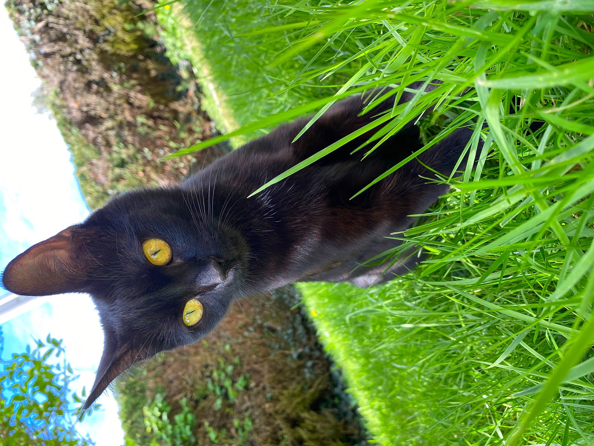 Toudimimi participe au concours pour gagner de l'argent avec cette photo : black_cat, bombay, botany, carnivore, cat, felidae, fur, grass, grass_family, groundcover, plant, shrub, small_to_medium_sized_cats, snout, tail, terrestrial_animal, terrestrial_plant, tree, vegetation, whiskers