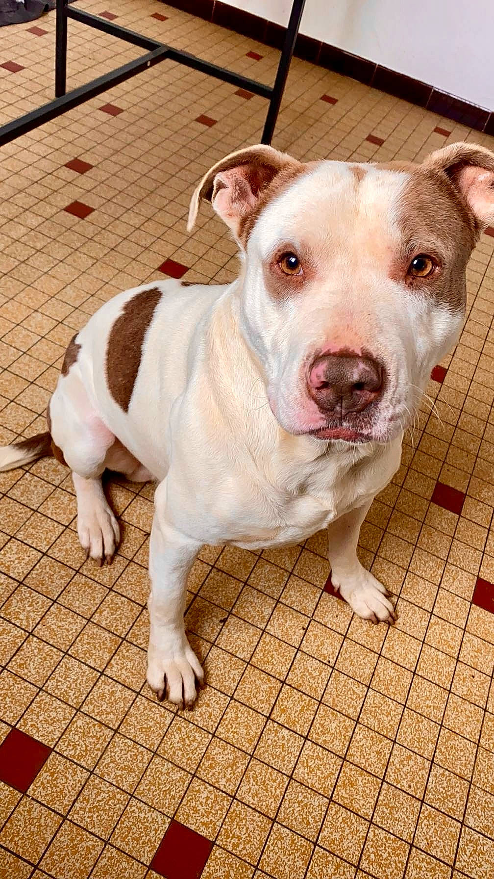 Bandy a rejoint le concours — aidez-le/la à gagner de superbes lots ! canidae, carnivore, companion_dog, dog, dog_breed, fawn, flooring, non_sporting_group, pet_supply, snout, sporting_group, terrestrial_animal, whiskers, working_animal