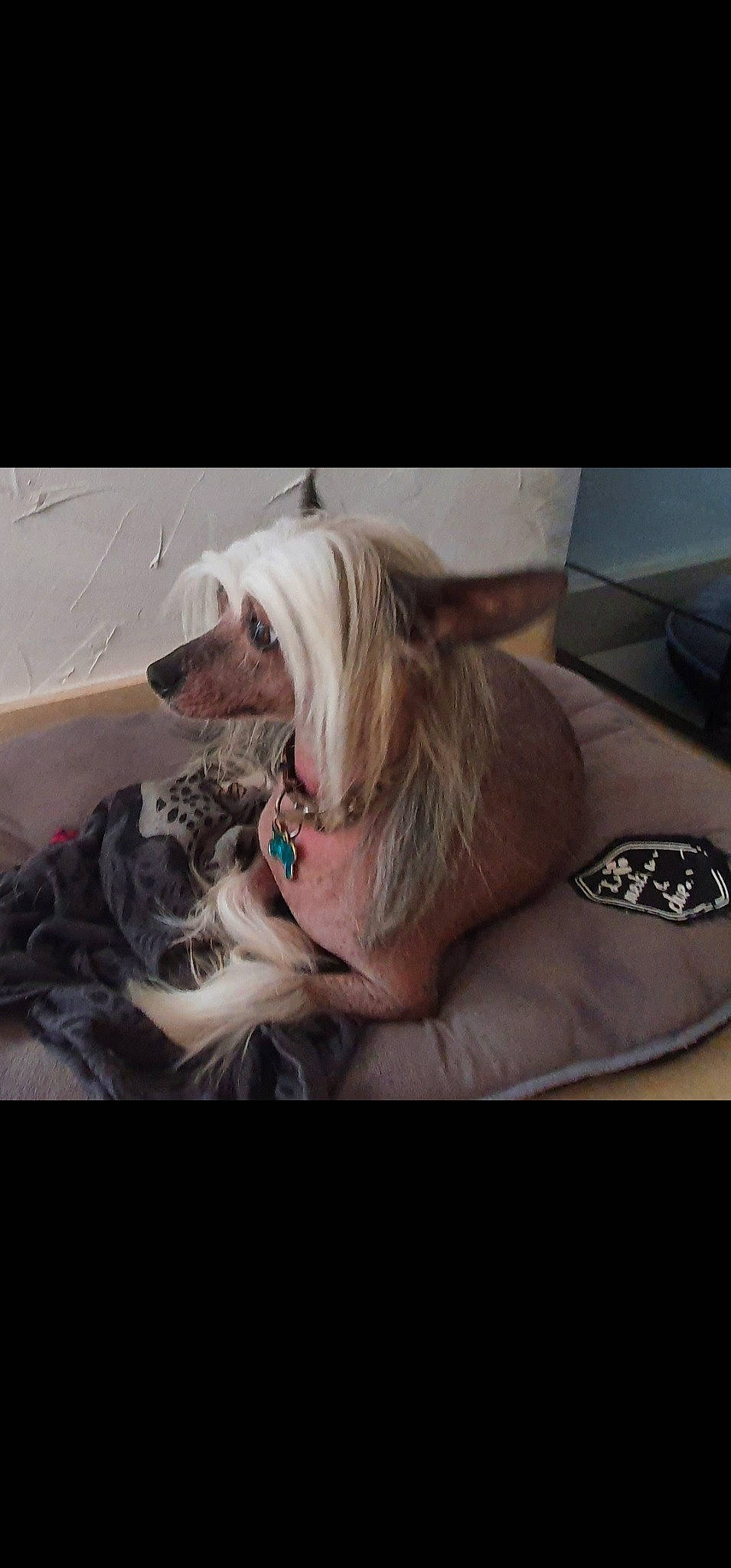 Pétrus a rejoint le concours — aidez-le/la à gagner de superbes lots ! canidae, carnivore, collar, comfort, companion_dog, dog, dog_breed, dog_collar, dog_supply, fang, fawn, happy, jaw, liver, pet_supply, snout, sporting_group, toy, toy_dog, working_animal