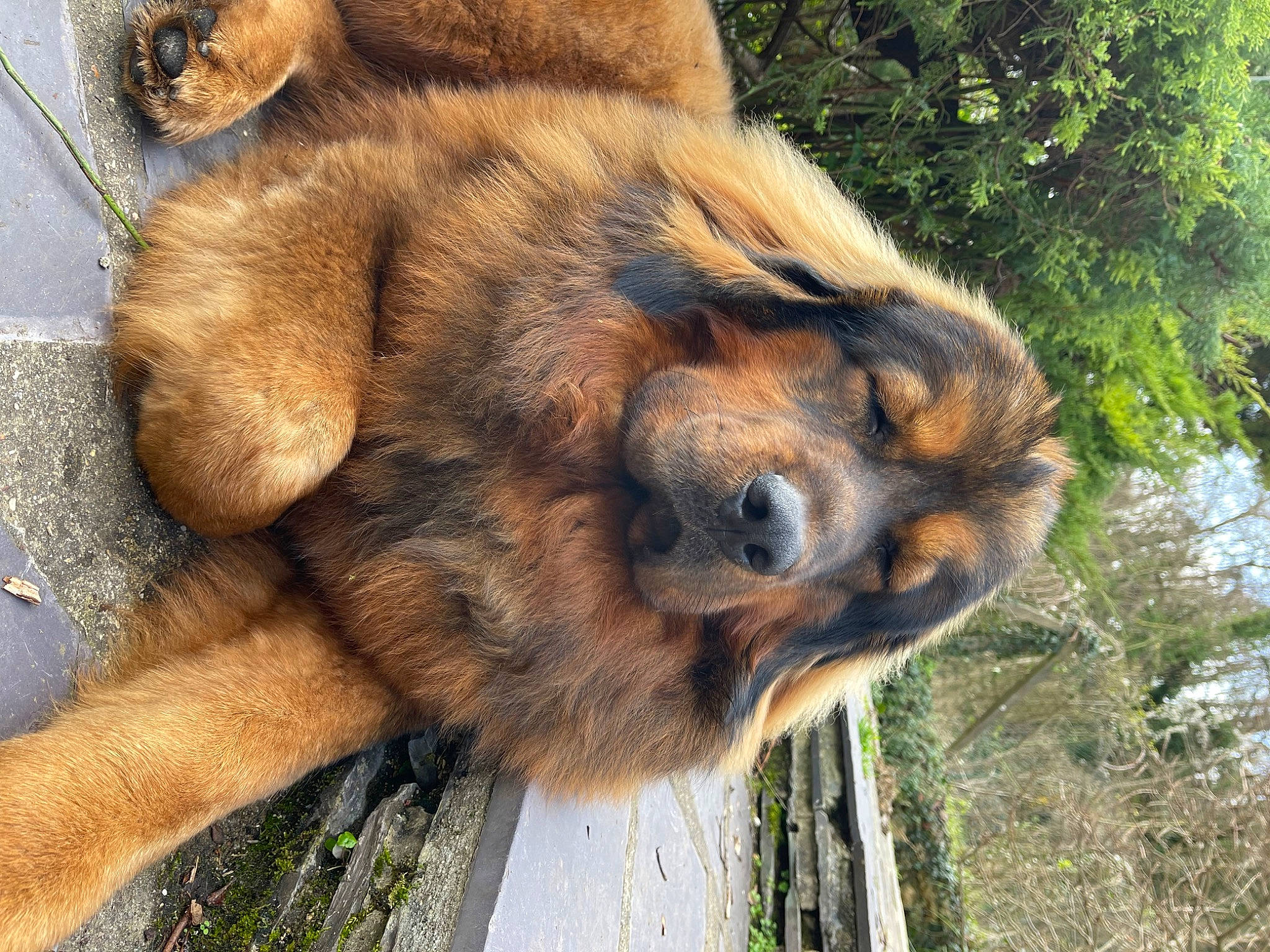 Thanos a rejoint le concours — aidez-le/la à gagner de superbes lots ! biting, carnivore, claw, dog_breed, fawn, fur, grass, liver, natural_material, paw, plant, snout, terrestrial_animal, tree, trunk, whiskers, wildlife, wood, working_animal, zoo