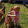 Winter joined the competition — help win amazing prizes! toddler, child, goat, petting_zoo, animal, outdoor, grass, sunlight, pink_clothing, sandals, blonde_hair, touching, gentle, farm, fence, dog, second_child, dress, playful, family_activity