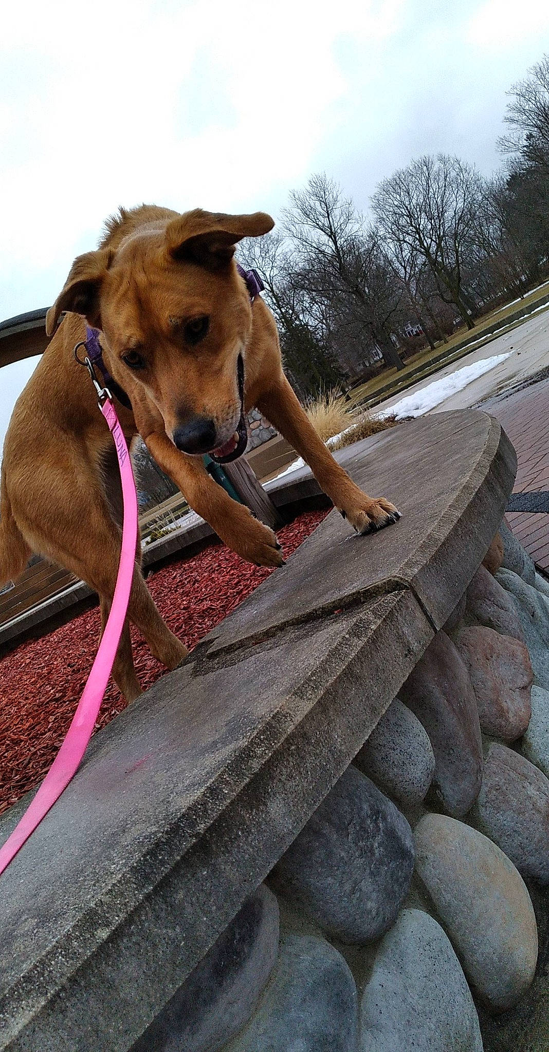 Luna is registered to the contest to win money with this photo: carnivore, cloud, collar, companion_dog, dog, dog_breed, dog_collar, fawn, landscape, leash, leisure, liver, livestock, pet_supply, plant, sky, snout, tree, wood, working_animal