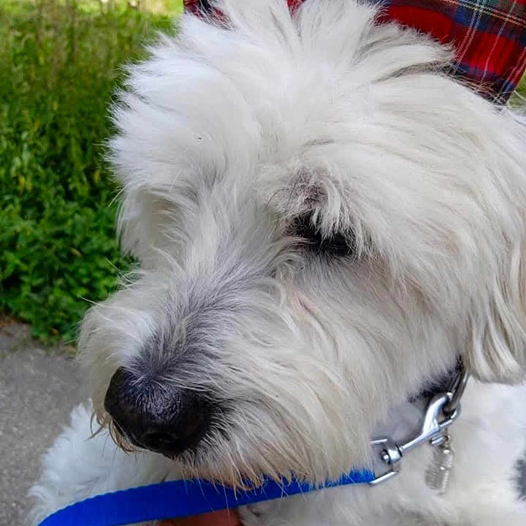 Palace a rejoint le concours — aidez-le/la à gagner de superbes lots ! animal, canine, close_up, collar, companion, dog, domestic_animal, fluffy, friendly, fur, grass, hand, leash, nature, nose, outdoor, pet, plaid, portrait, white_fur