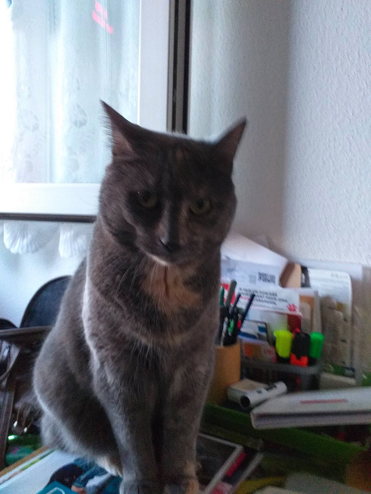 Malia a rejoint le concours — aidez-le/la à gagner de superbes lots ! asian, british_shorthair, burmese, carnivore, cat, chartreux, domestic_short_haired_cat, european_shorthair, felidae, kitten, korat, mammal, nebelung, russian_blue, small_to_medium_sized_cats, whiskers