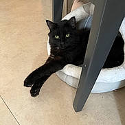 Vador a rejoint le concours — aidez-le/la à gagner de superbes lots ! black_cat, cat, pet, indoor, floor, chair_leg, cat_bed, stretching, relaxed, feline, animal, green_eyes, cozy, soft_bed, home, looking_at_camera, paws, fur, resting, curious