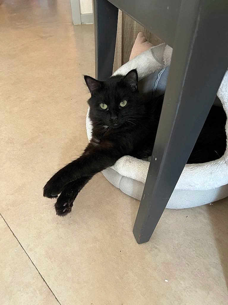 Vador a rejoint le concours — aidez-le/la à gagner de superbes lots ! black_cat, cat, pet, indoor, floor, chair_leg, cat_bed, stretching, relaxed, feline, animal, green_eyes, cozy, soft_bed, home, looking_at_camera, paws, fur, resting, curious