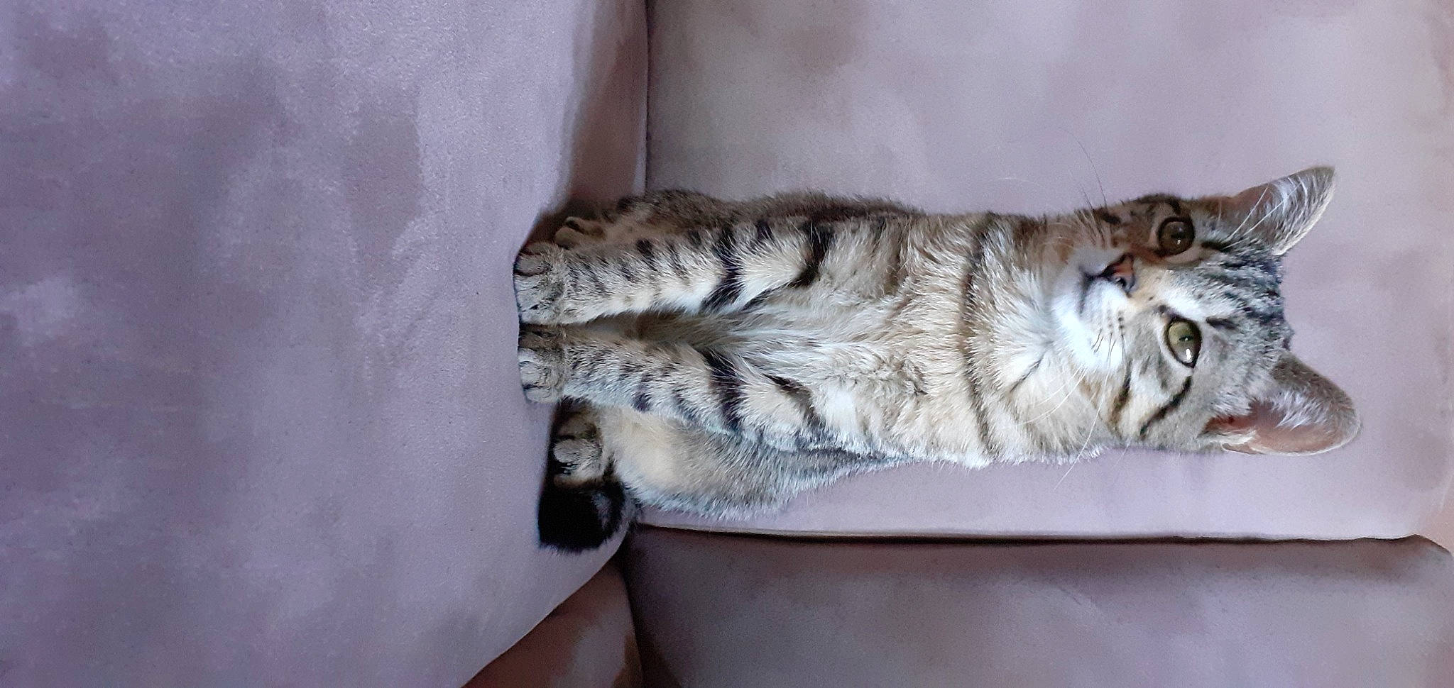 Bb Chat participe au concours pour gagner de l'argent avec cette photo : carnivore, cat, claw, domestic_short_haired_cat, felidae, fur, nap, paw, sleep, small_to_medium_sized_cats, tail, whiskers, wildlife, wood