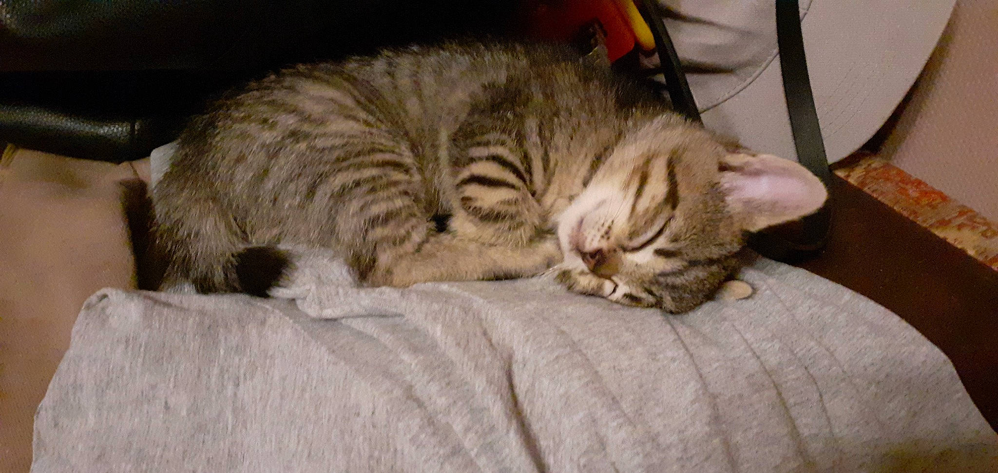 Bb Chat participe au concours pour gagner de l'argent avec cette photo : carnivore, cat, chair, claw, comfort, domestic_short_haired_cat, eye, fawn, felidae, fur, nap, paw, sleep, small_to_medium_sized_cats, snout, tail, terrestrial_animal, whiskers