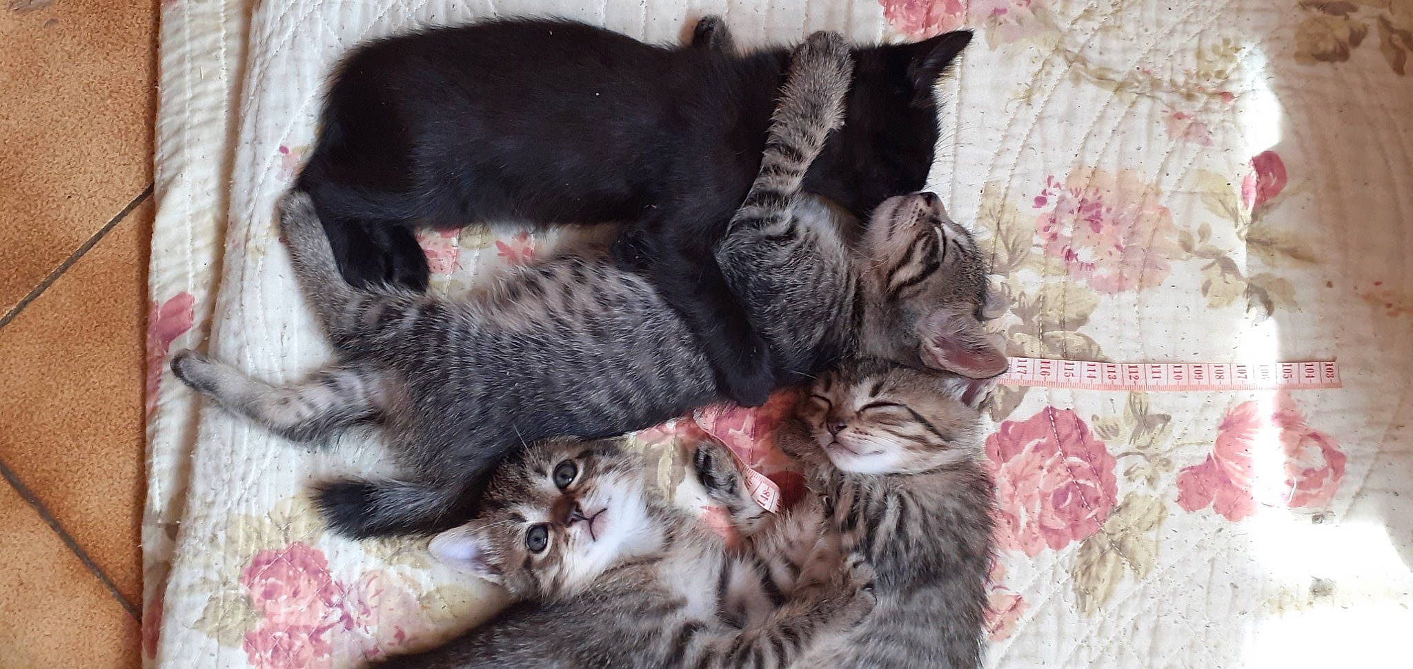 Bb Chat a rejoint le concours — aidez-le/la à gagner de superbes lots ! black_cat, carnivore, cat, claw, comfort, domestic_short_haired_cat, fawn, felidae, fur, grey, mammal, nap, paw, small_to_medium_sized_cats, snout, tail, vertebrate, whiskers