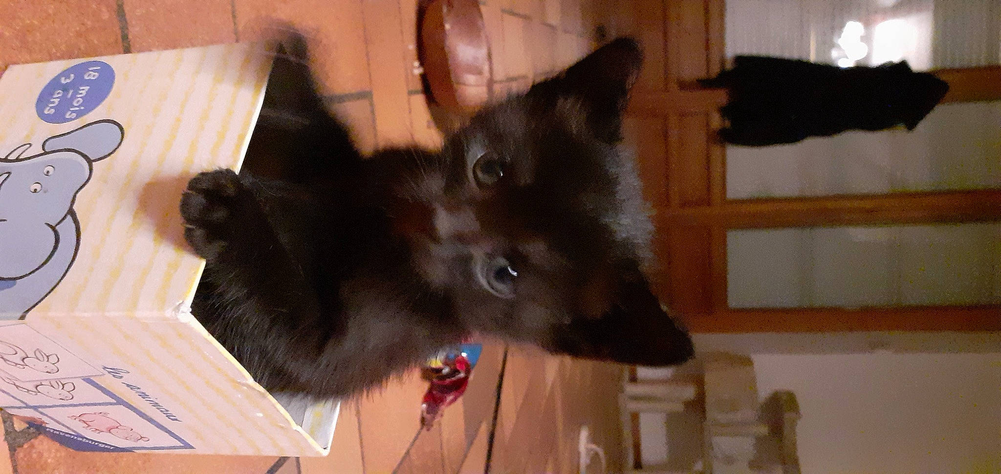 Bb Chat a rejoint le concours — aidez-le/la à gagner de superbes lots ! black_cat, bombay, canidae, carnivore, cat, claw, curtain, dog_breed, domestic_short_haired_cat, felidae, flooring, fur, hardwood, natural_material, small_to_medium_sized_cats, snout, tail, terrestrial_animal, whiskers, wood