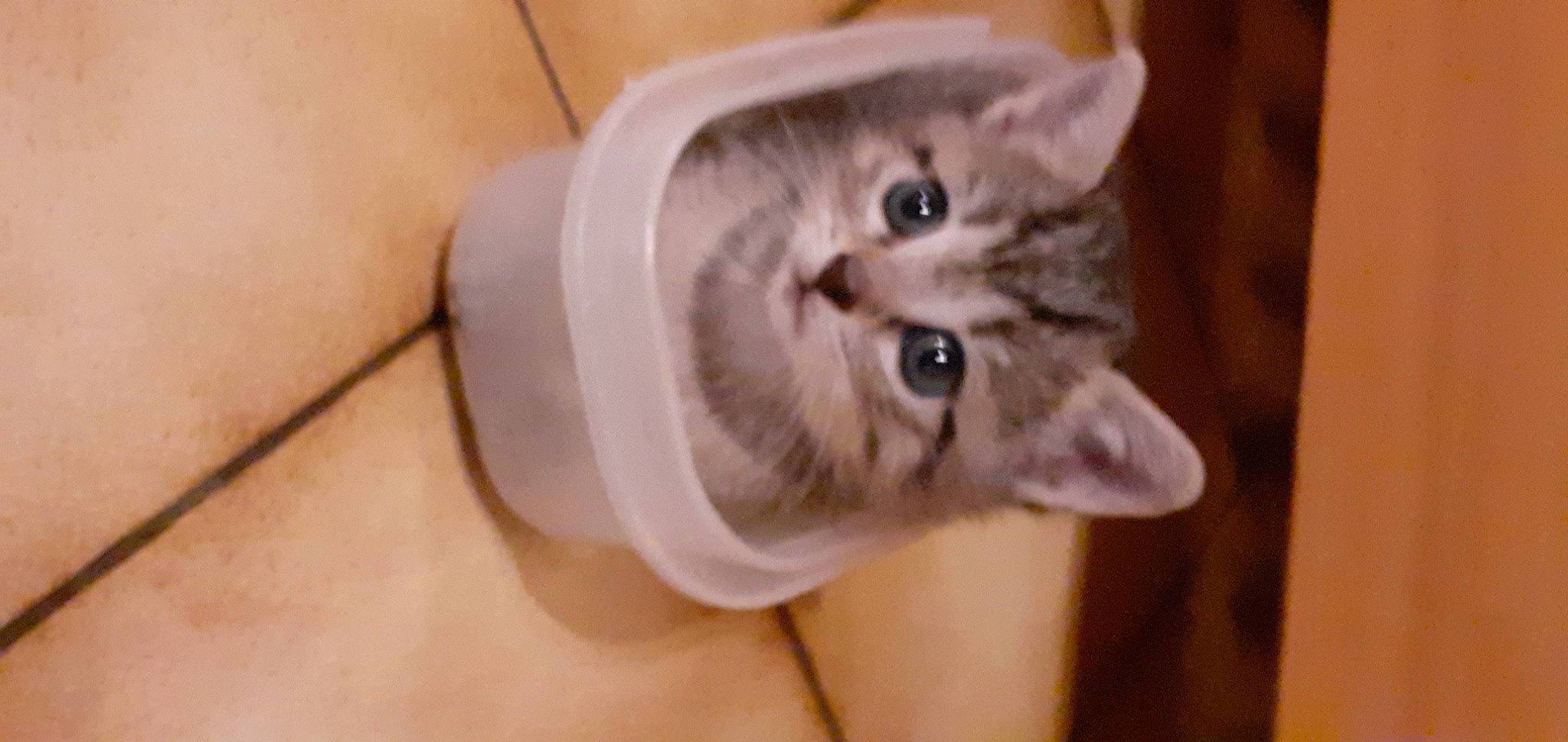 Bb Chat participe au concours pour gagner de l'argent avec cette photo : canidae, carnivore, cat, claw, domestic_short_haired_cat, door, ear, eye, eyelash, fawn, felidae, fur, head, moustache, paw, small_to_medium_sized_cats, snout, tail, whiskers, window