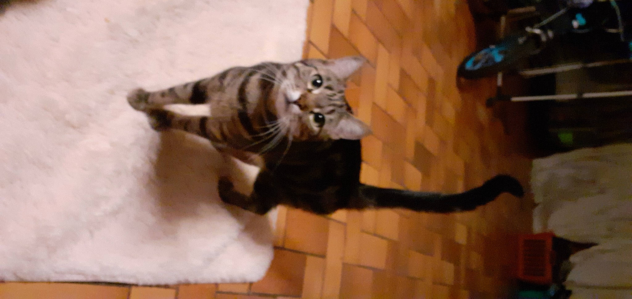 Zina a rejoint le concours — aidez-le/la à gagner de superbes lots ! bengal_tiger, carnivore, cat, claw, domestic_short_haired_cat, fawn, felidae, flooring, fur, hardwood, paw, room, sculpture, small_to_medium_sized_cats, tail, terrestrial_animal, tiger, whiskers, wood