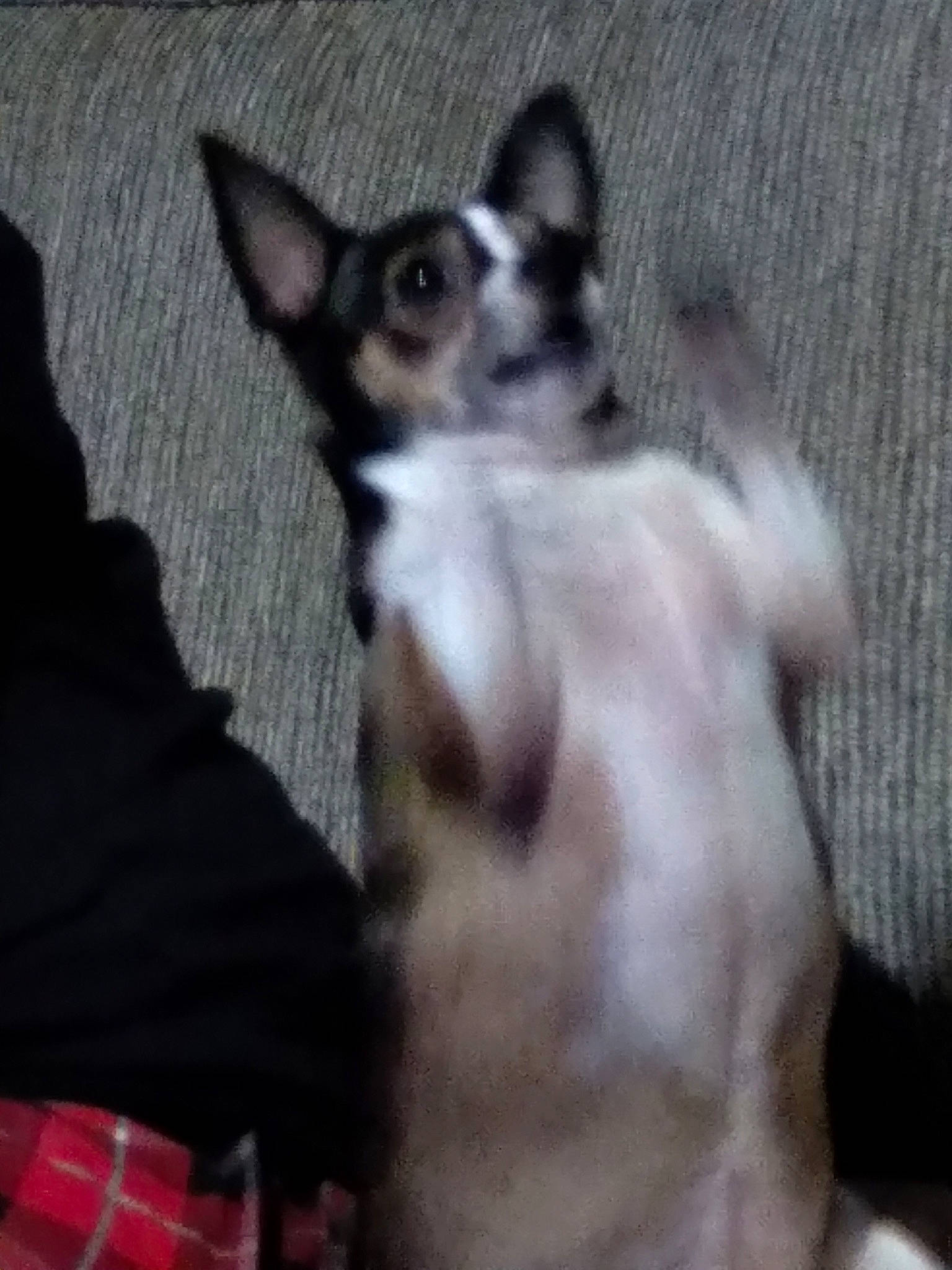 Tilly is registered to the contest to win money with this photo: canidae, carnivore, cat, comfort, companion_dog, dog_breed, domestic_short_haired_cat, felidae, fur, pattern, paw, plaid, small_to_medium_sized_cats, sporting_group, tail, tartan, thai, whiskers