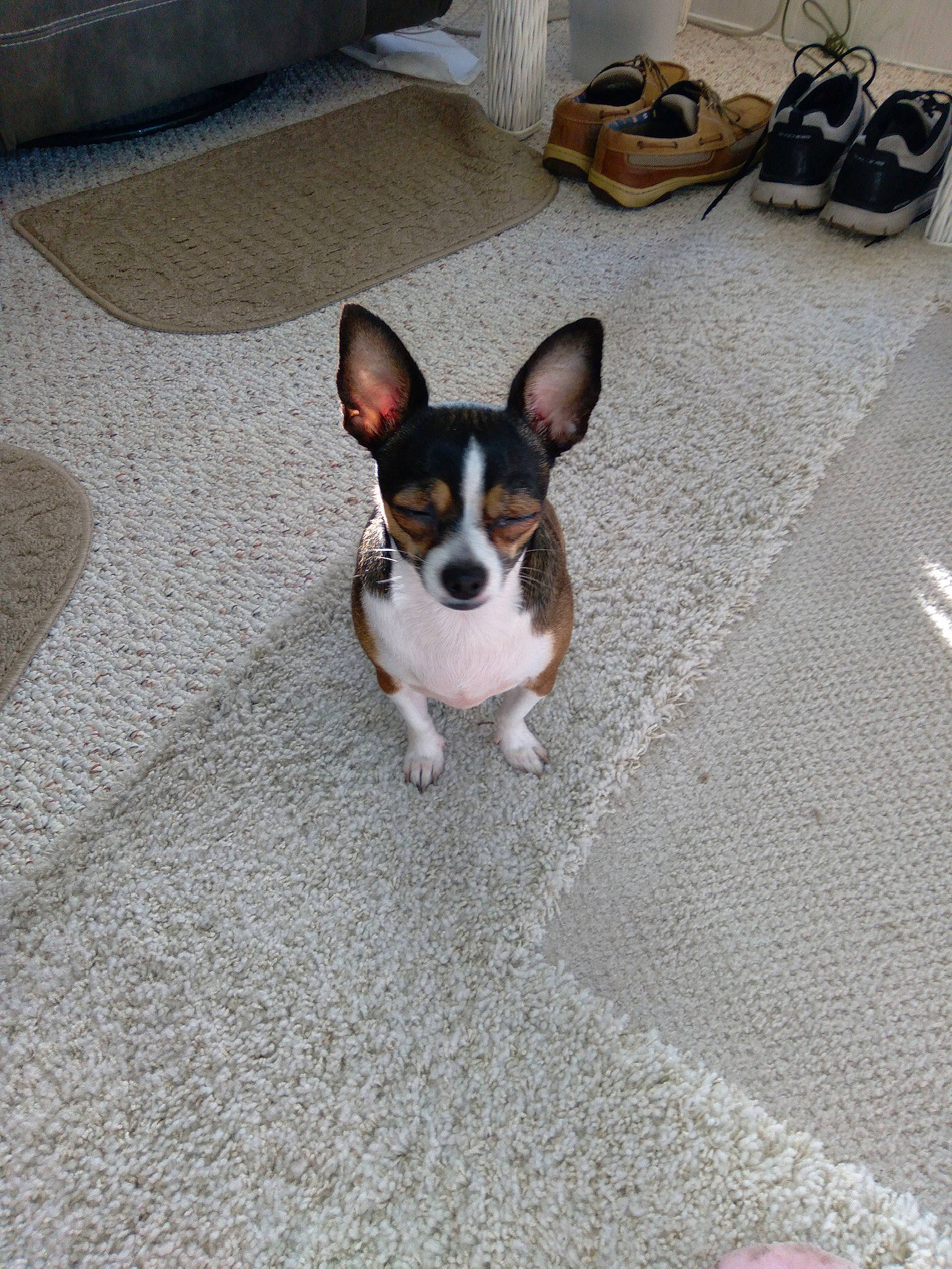 Tilly joined the competition — help win amazing prizes! canidae, carnivore, chihuahua, companion_dog, couch, dog, dog_breed, fawn, floor, flooring, paw, road_surface, russkiy_toy, snout, sporting_group, tail, terrier, toy_dog, whiskers, working_animal