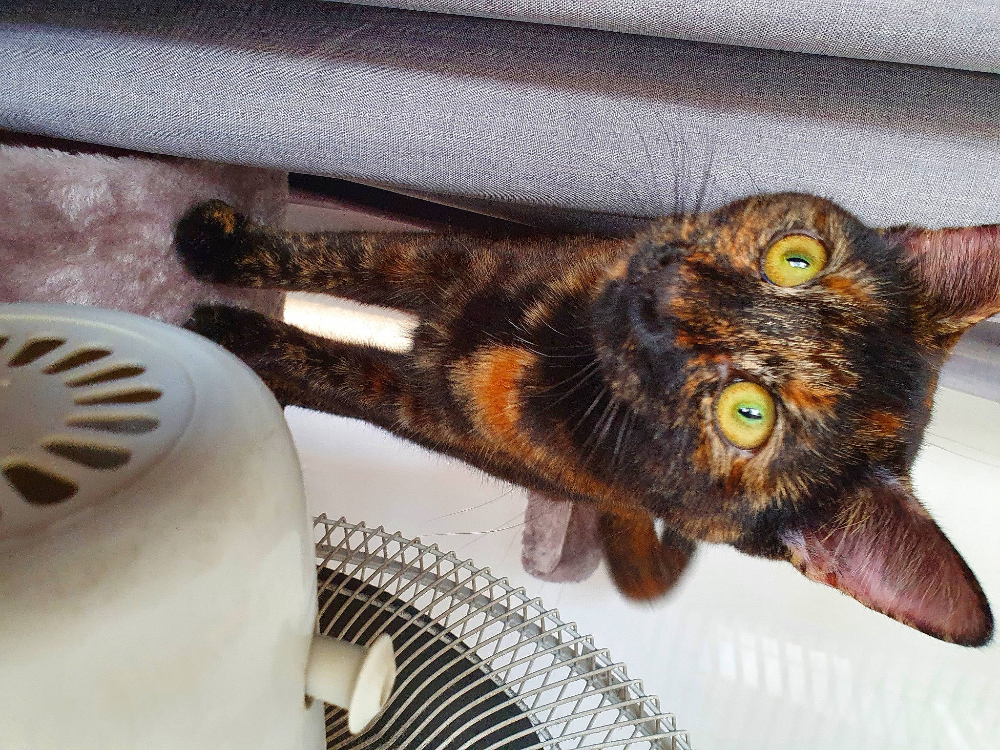 Coco is registered to the contest to win money with this photo: asian, carnivore, cat, claw, domestic_short_haired_cat, dragon_li, european_shorthair, eye, felidae, fur, kitten, pixie_bob, small_to_medium_sized_cats, tabby_cat, whiskers