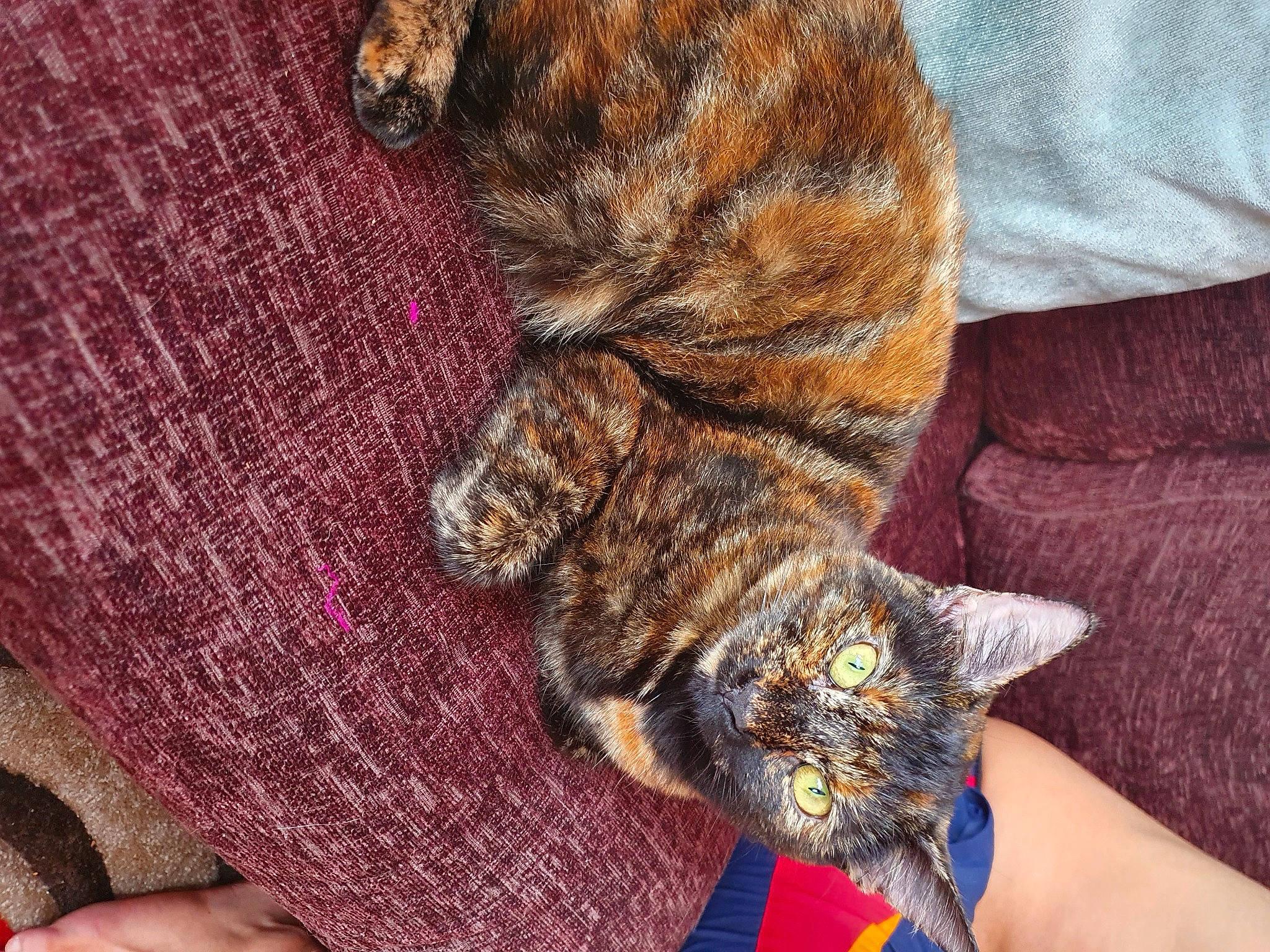 Coco joined the competition — help win amazing prizes! california_spangled, carnivore, cat, claw, domestic_short_haired_cat, dragon_li, european_shorthair, felidae, fur, german_rex, kitten, paw, pixie_bob, sleep, small_to_medium_sized_cats, tabby_cat, tail, toyger, whiskers