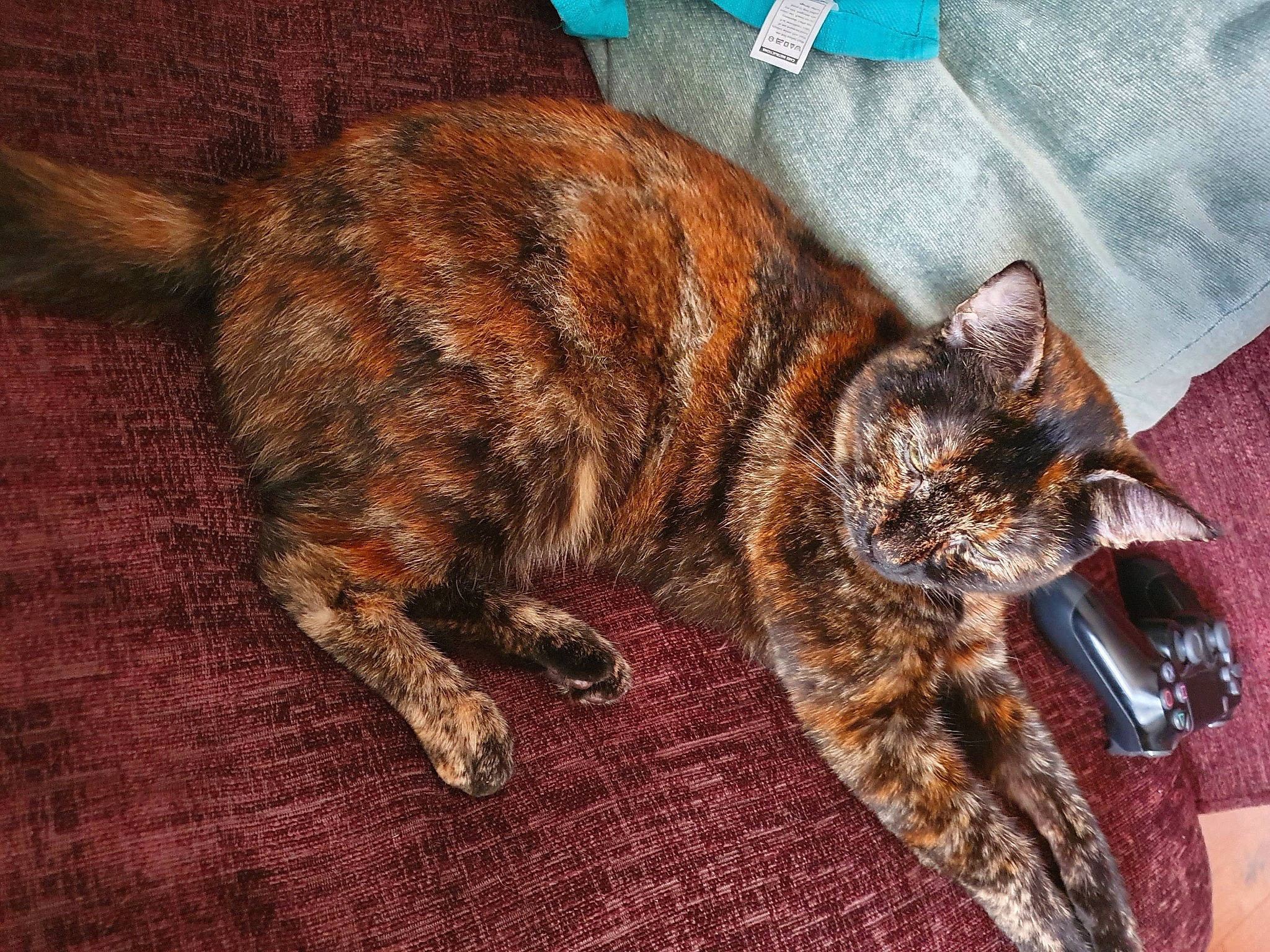 Coco joined the competition — help win amazing prizes! asian, california_spangled, carnivore, cat, claw, domestic_short_haired_cat, dragon_li, european_shorthair, felidae, fur, german_rex, kitten, kurilian_bobtail, pattern, small_to_medium_sized_cats, tabby_cat, tail, toyger, whiskers, wild_cat