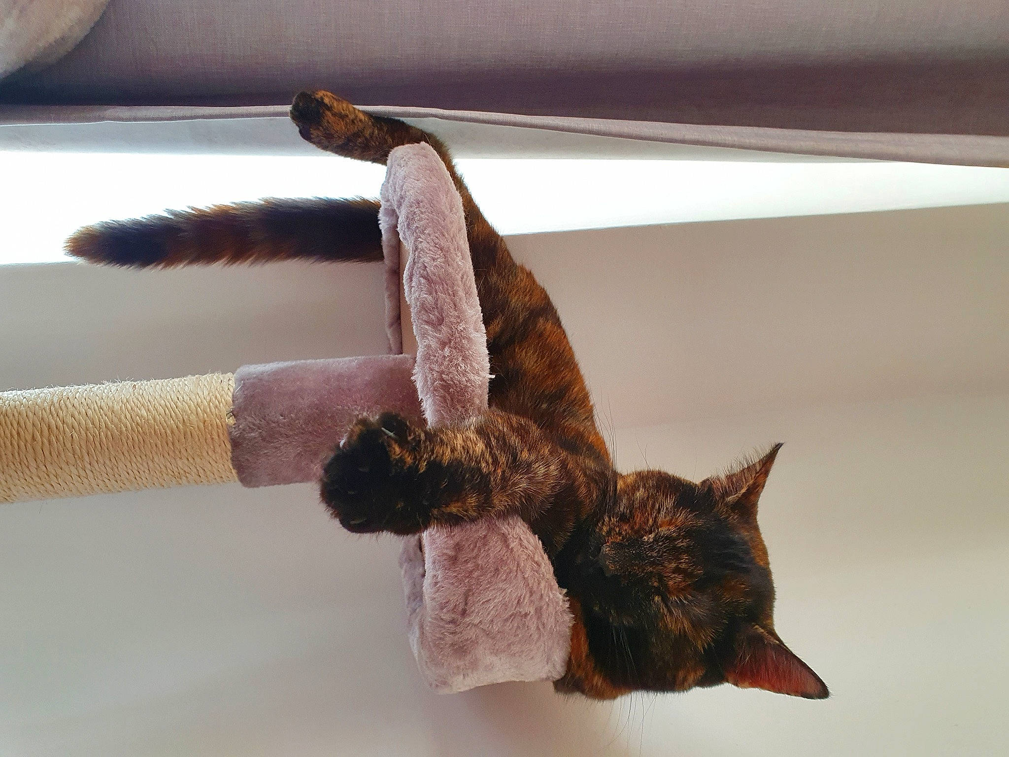 Coco joined the competition — help win amazing prizes! carnivore, cat, claw, felidae, fur, small_to_medium_sized_cats, tail