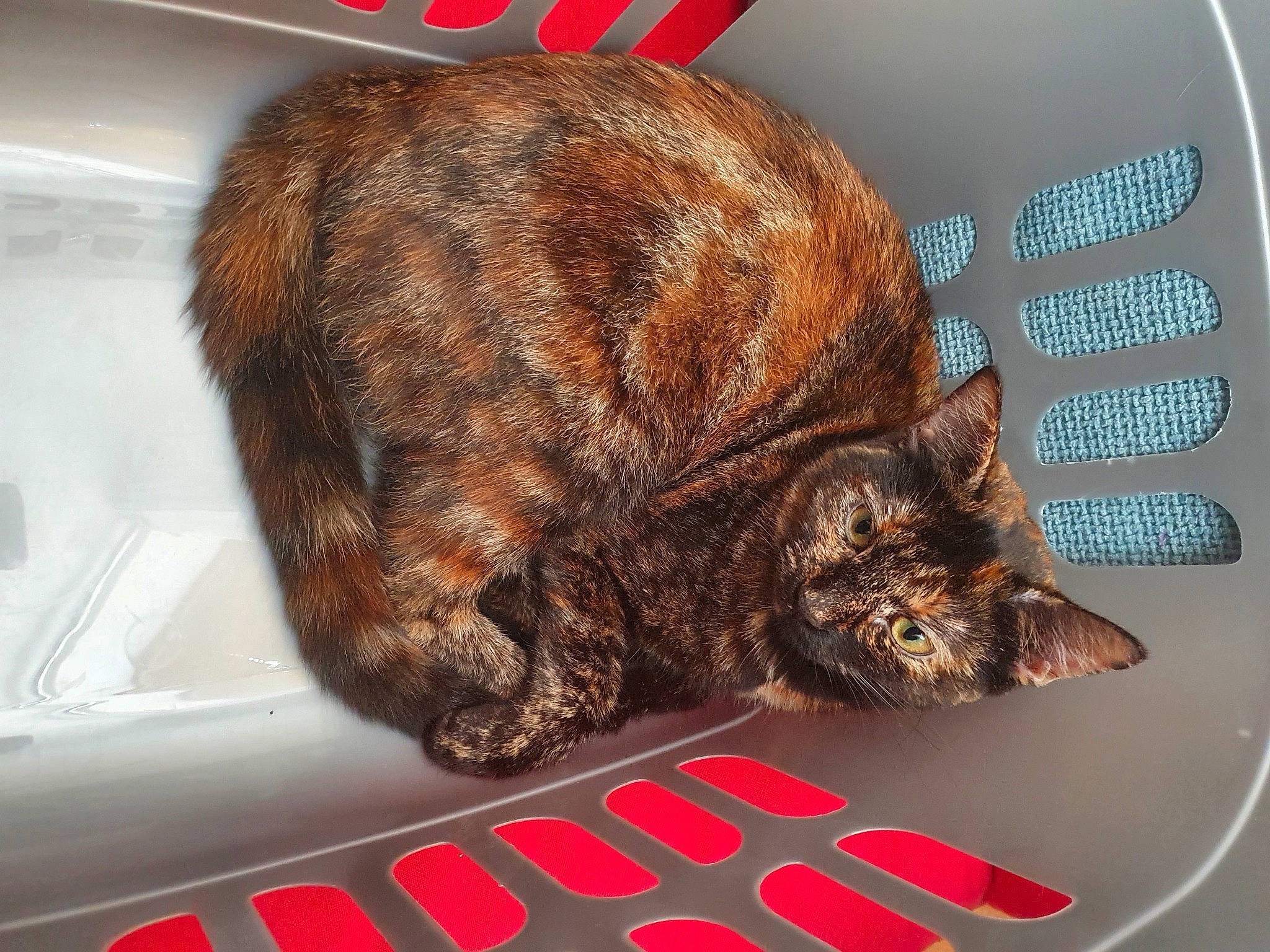 Coco is registered to the contest to win money with this photo: carnivore, cat, domestic_short_haired_cat, ear, european_shorthair, felidae, fur, german_rex, small_to_medium_sized_cats, snout, tabby_cat, tail, whiskers