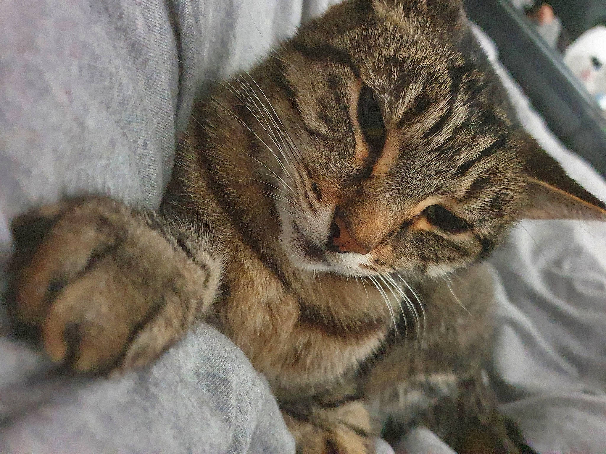 Hattie joined the competition — help win amazing prizes! american_shorthair, asian, california_spangled, carnivore, cat, domestic_short_haired_cat, dragon_li, european_shorthair, felidae, fur, kitten, mammal, nap, paw, pixie_bob, sleep, small_to_medium_sized_cats, snout, tabby_cat, whiskers