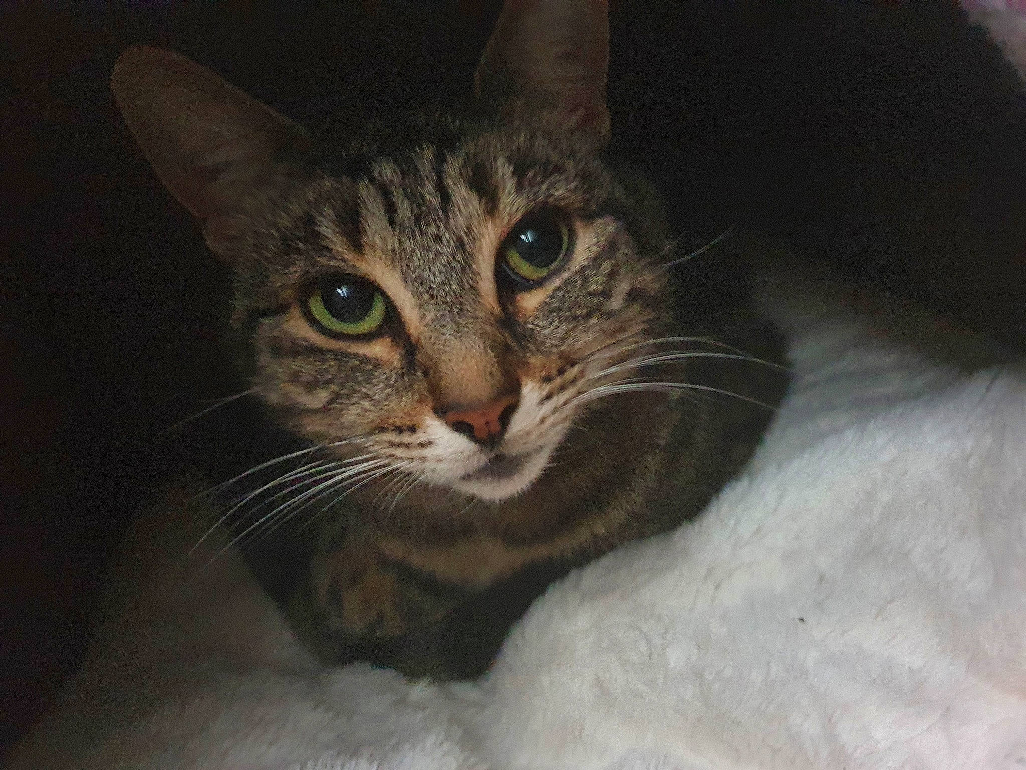 Hattie is registered to the contest to win money with this photo: aegean_cat, american_wirehair, asian, carnivore, cat, close_up, domestic_short_haired_cat, dragon_li, egyptian_mau, european_shorthair, eye, felidae, kitten, mammal, nose, small_to_medium_sized_cats, snout, tabby_cat, vertebrate, whiskers