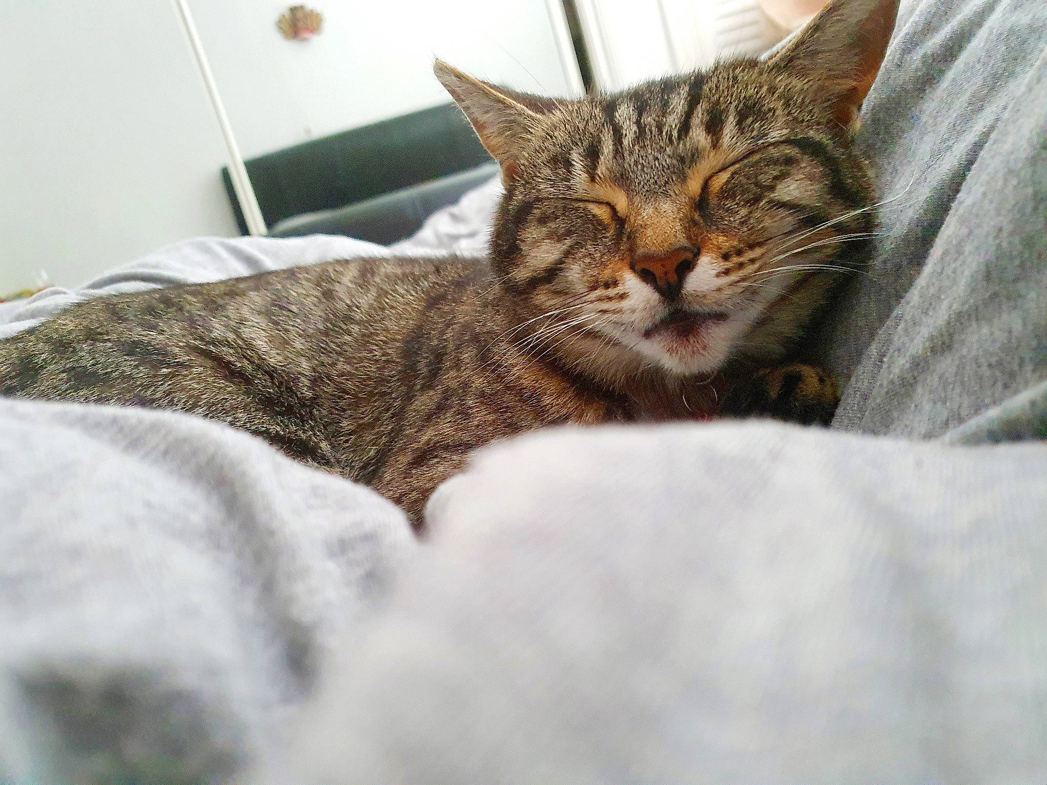 Hattie is registered to the contest to win money with this photo: aegean_cat, american_shorthair, asian, carnivore, cat, domestic_short_haired_cat, dragon_li, ear, european_shorthair, eye, felidae, fur, kitten, nap, pixie_bob, sleep, small_to_medium_sized_cats, snout, tabby_cat, whiskers