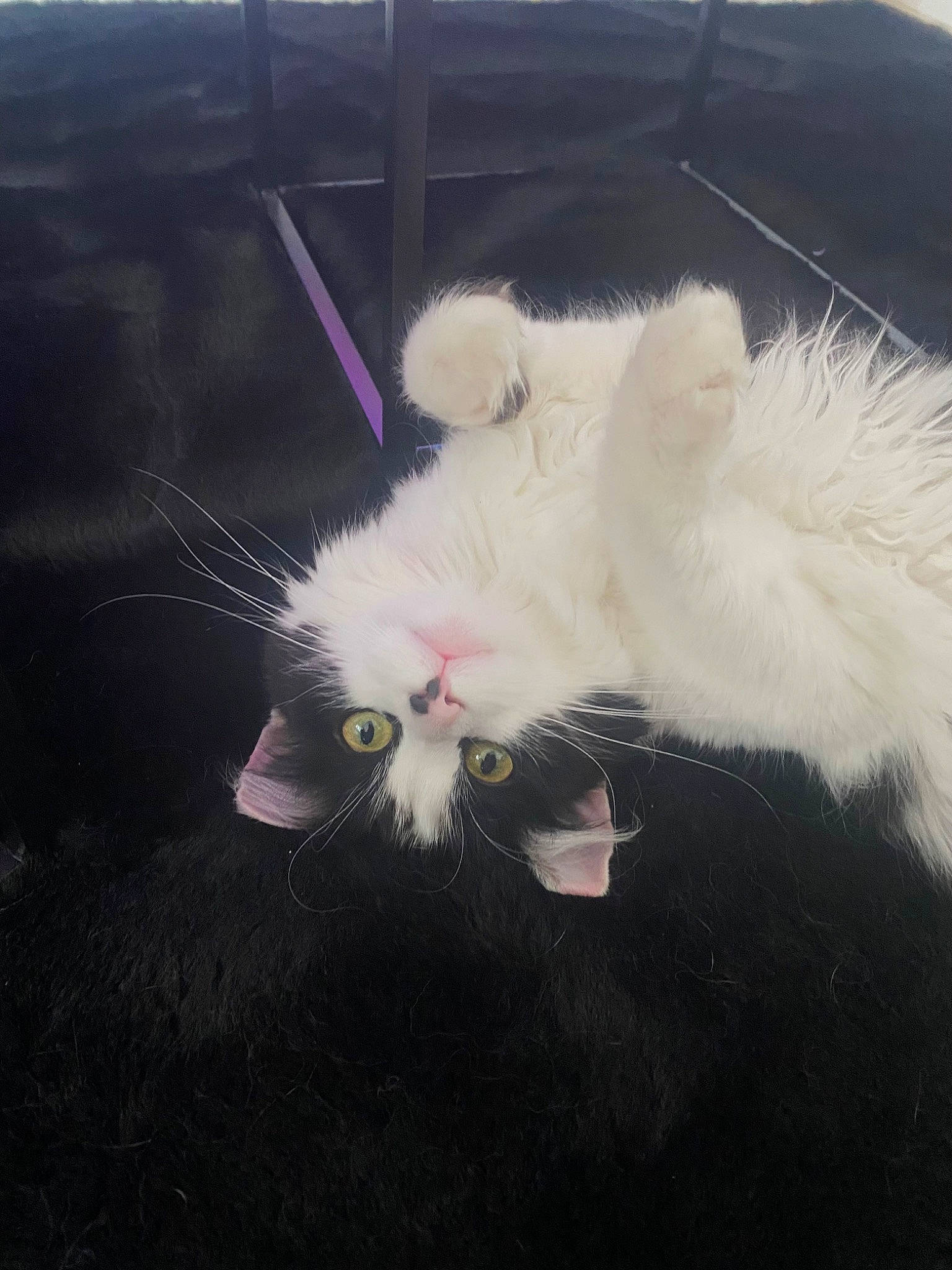 Tigrou a rejoint le concours — aidez-le/la à gagner de superbes lots ! canidae, carnivore, cat, claw, domestic_short_haired_cat, feather, felidae, foot, fur, gesture, paw, small_to_medium_sized_cats, tail, whiskers, wing