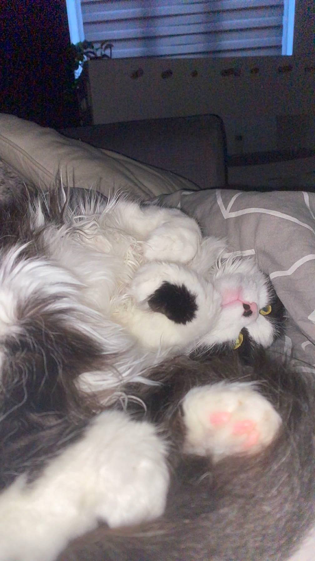 Tigrou a rejoint le concours — aidez-le/la à gagner de superbes lots ! box, canidae, carnivore, cat, claw, comfort, companion_dog, couch, dog_breed, fang, felidae, foot, fur, natural_material, paw, small_to_medium_sized_cats, snout, sporting_group, tail, whiskers