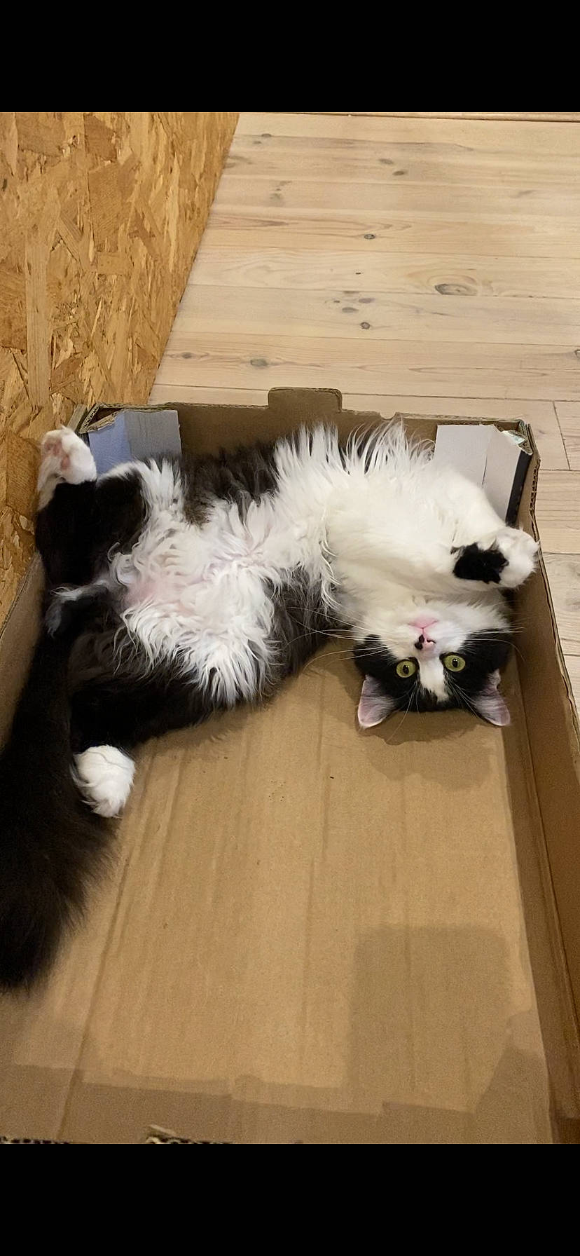 Tigrou a rejoint le concours — aidez-le/la à gagner de superbes lots ! canidae, carnivore, cat, companion_dog, dog_breed, felidae, flooring, fur, hardwood, laminate_flooring, mammal, paw, porch, small_to_medium_sized_cats, sporting_group, tail, vertebrate, whiskers, wood, wood_flooring