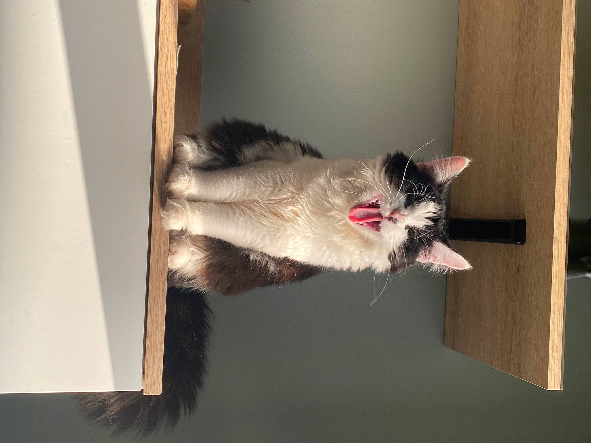 Tigrou a rejoint le concours — aidez-le/la à gagner de superbes lots ! carnivore, cat, claw, curtain, domestic_short_haired_cat, felidae, fur, paw, room, small_to_medium_sized_cats, snout, tail, whiskers, window