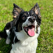 Vega a rejoint le concours — aidez-le/la à gagner de superbes lots ! animal, ball, bodypart, canine, cockerspaniel, collie, dog, field, grass, grassland, husky, lawn, mouth, nature, outdoors, papillon, person, pet, plant, puppy