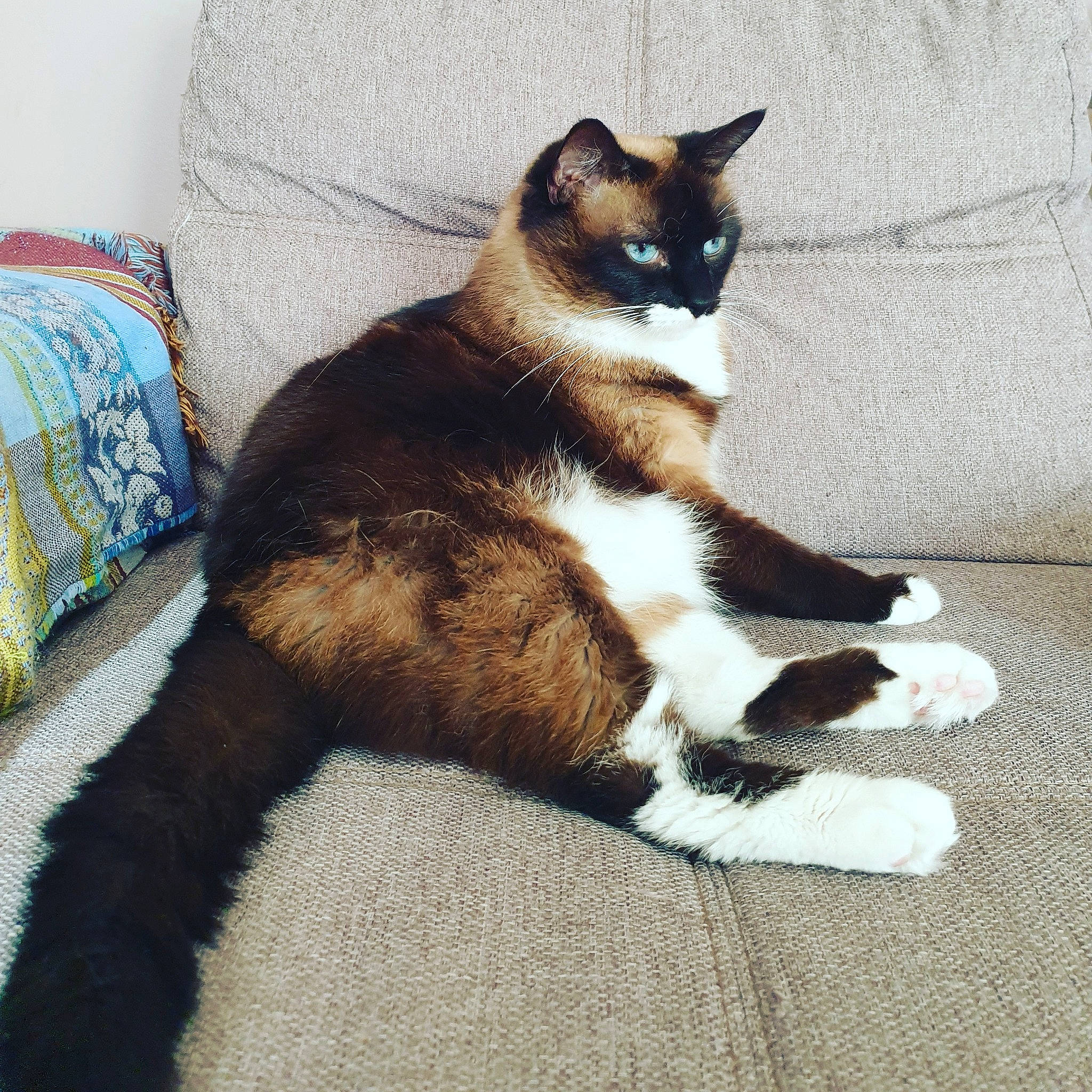 Océan a rejoint le concours — aidez-le/la à gagner de superbes lots ! balinese, carnivore, cat, claw, domestic_short_haired_cat, fawn, felidae, fur, furniture, kitten, mammal, paw, polydactyl_cat, siamese, small_to_medium_sized_cats, snowshoe, tail, thai, vertebrate, whiskers