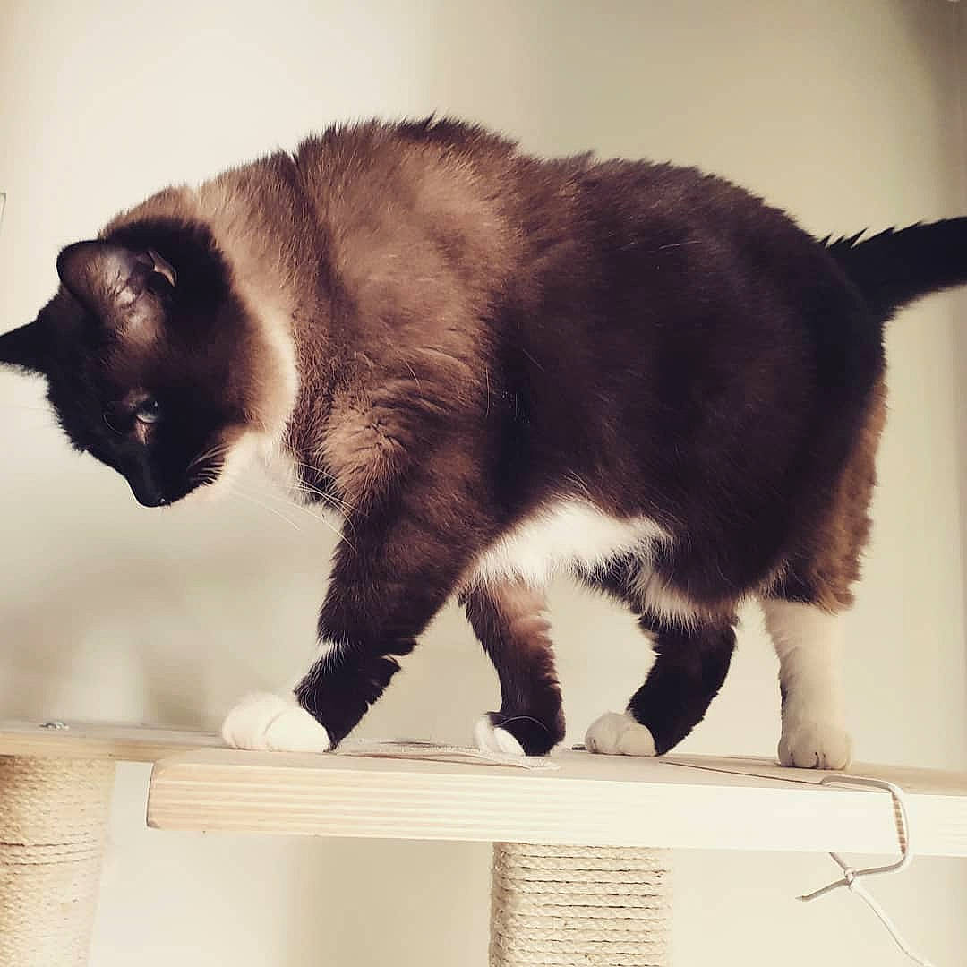 Océan a rejoint le concours — aidez-le/la à gagner de superbes lots ! carnivore, cat, felidae, fur, mammal, small_to_medium_sized_cats, square, tail, vertebrate, whiskers