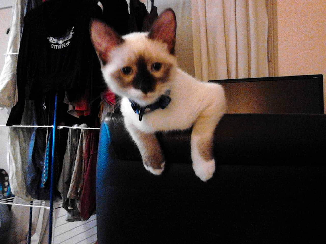 Océan a rejoint le concours — aidez-le/la à gagner de superbes lots ! asian, balinese, birman, carnivore, cat, colorpoint_shorthair, ear, fawn, felidae, kitten, mammal, photo_caption, siamese, small_to_medium_sized_cats, tail, thai, tonkinese, vertebrate, whiskers