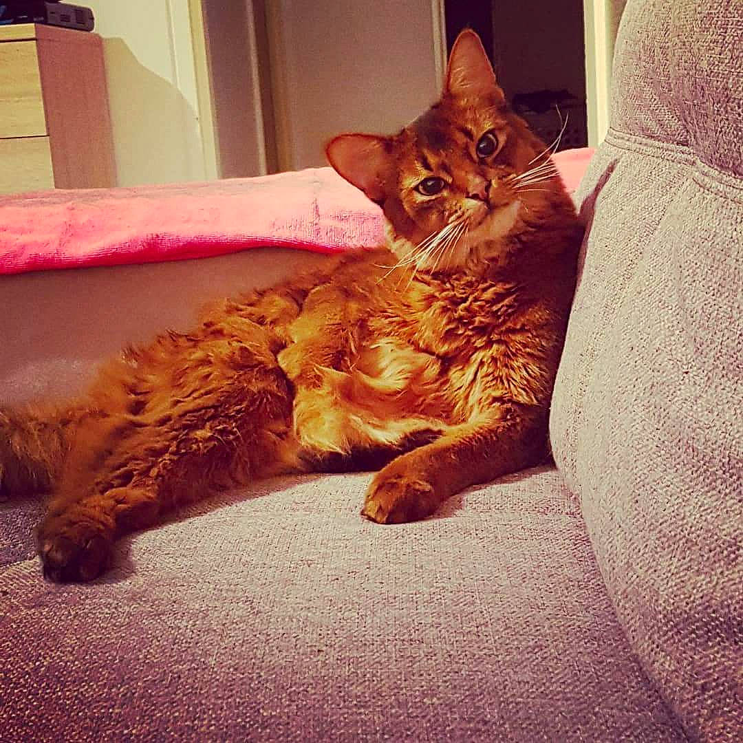 Whisky a rejoint le concours — aidez-le/la à gagner de superbes lots ! asian, carnivore, cat, domestic_short_haired_cat, ear, european_shorthair, eye, felidae, fur, kitten, leg, mammal, sitting, small_to_medium_sized_cats, tabby_cat, tail, whiskers