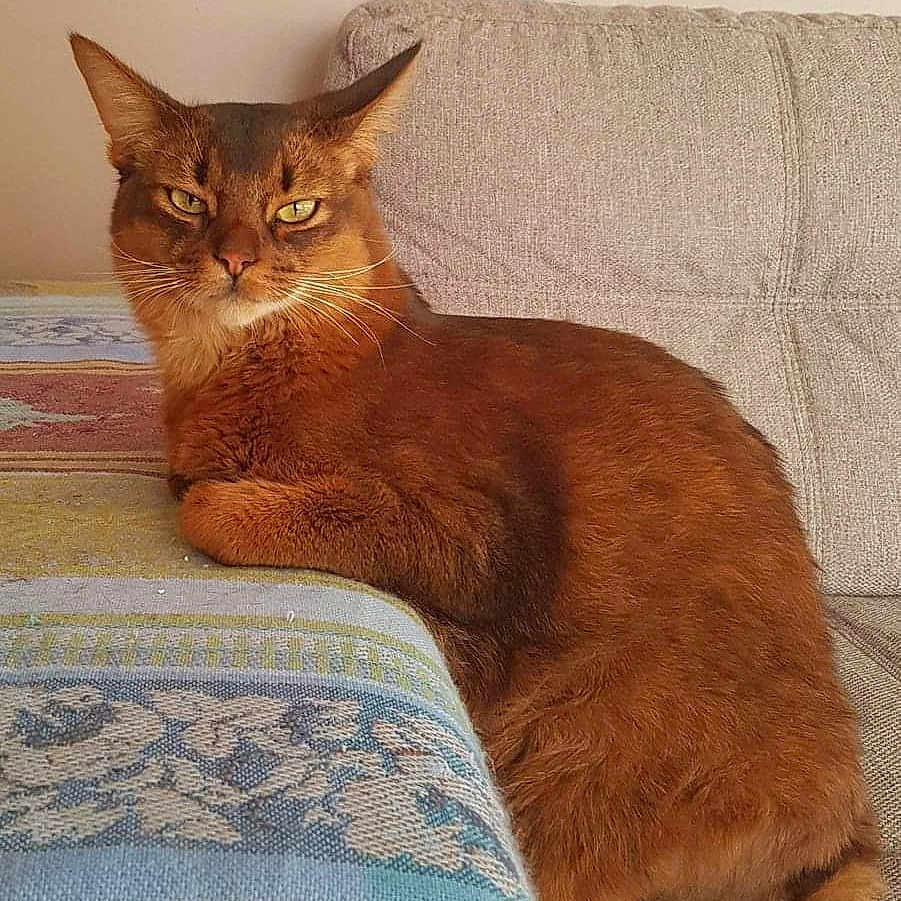 Whisky
